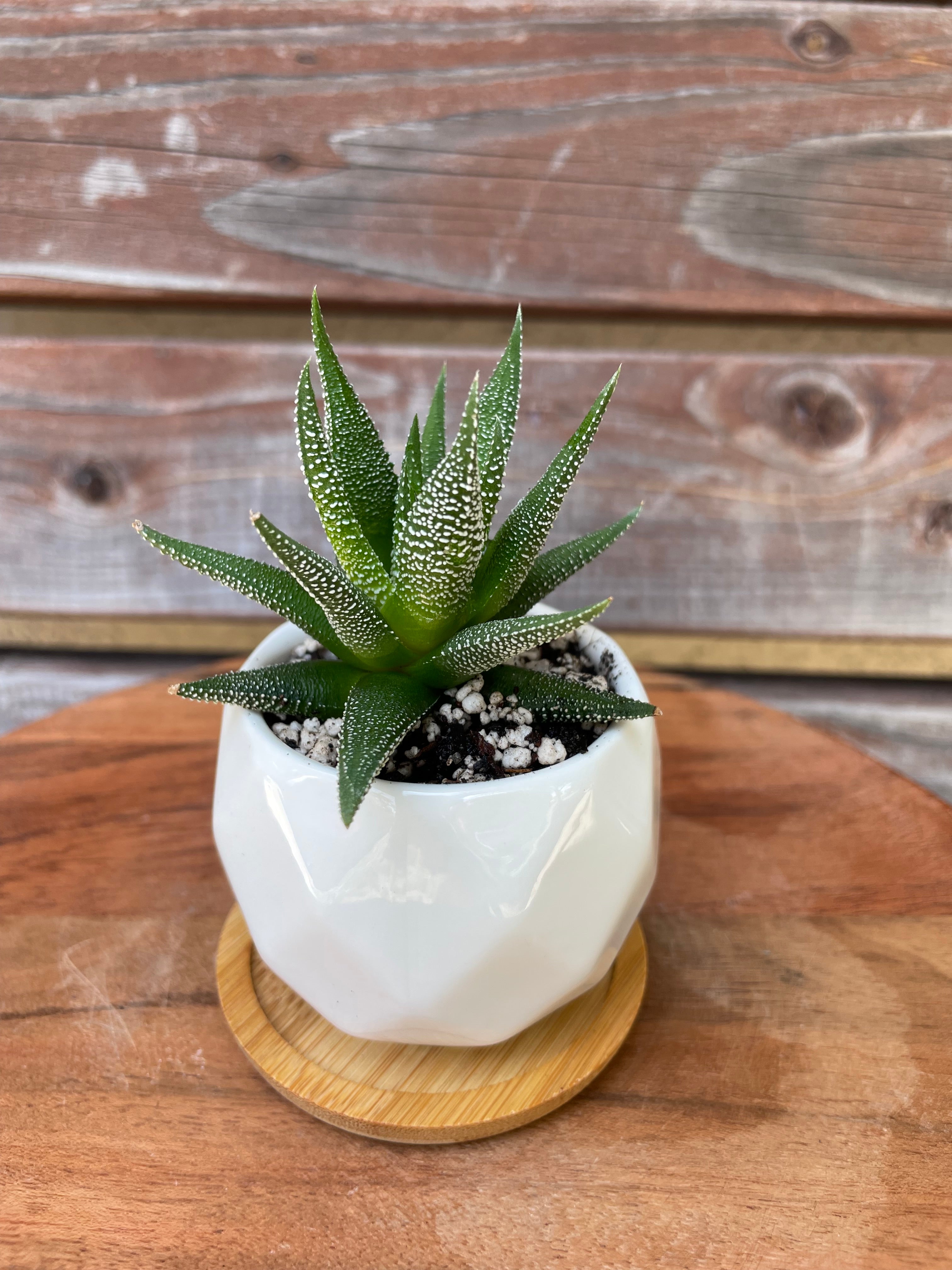 Haworthia Cape Town in white geometric pot AVAILABLE ONLY INSIDE ORANGE BLOSSOM COFFEE