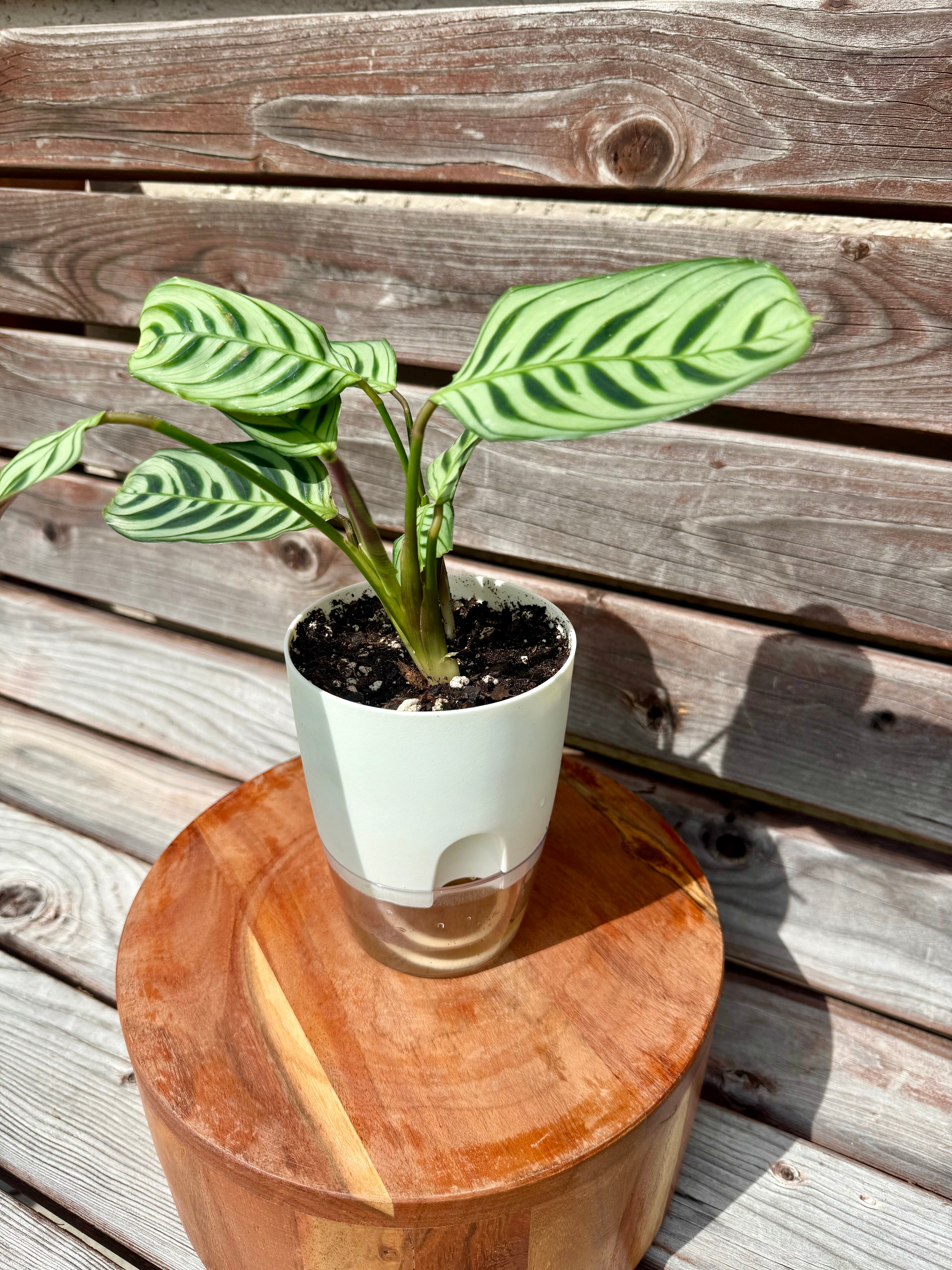 Calathea Burle Marx in Self-Watering pot ONLY AVAILABLE INSIDE ART HOUSE BRADENTON