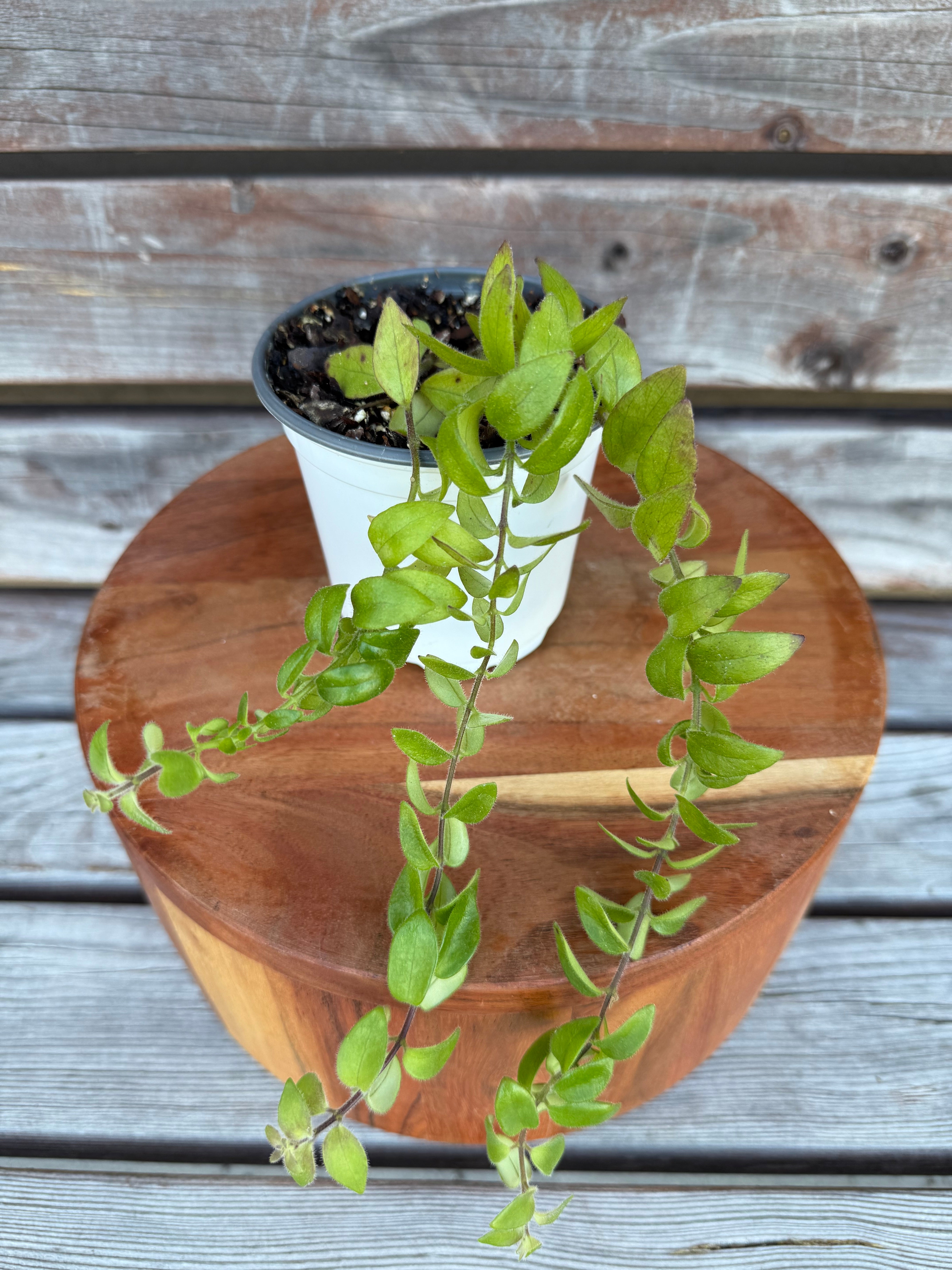 Lipstick Plant- ONLY AVAILABLE IN ORANGE BLOSSOM COFFEE