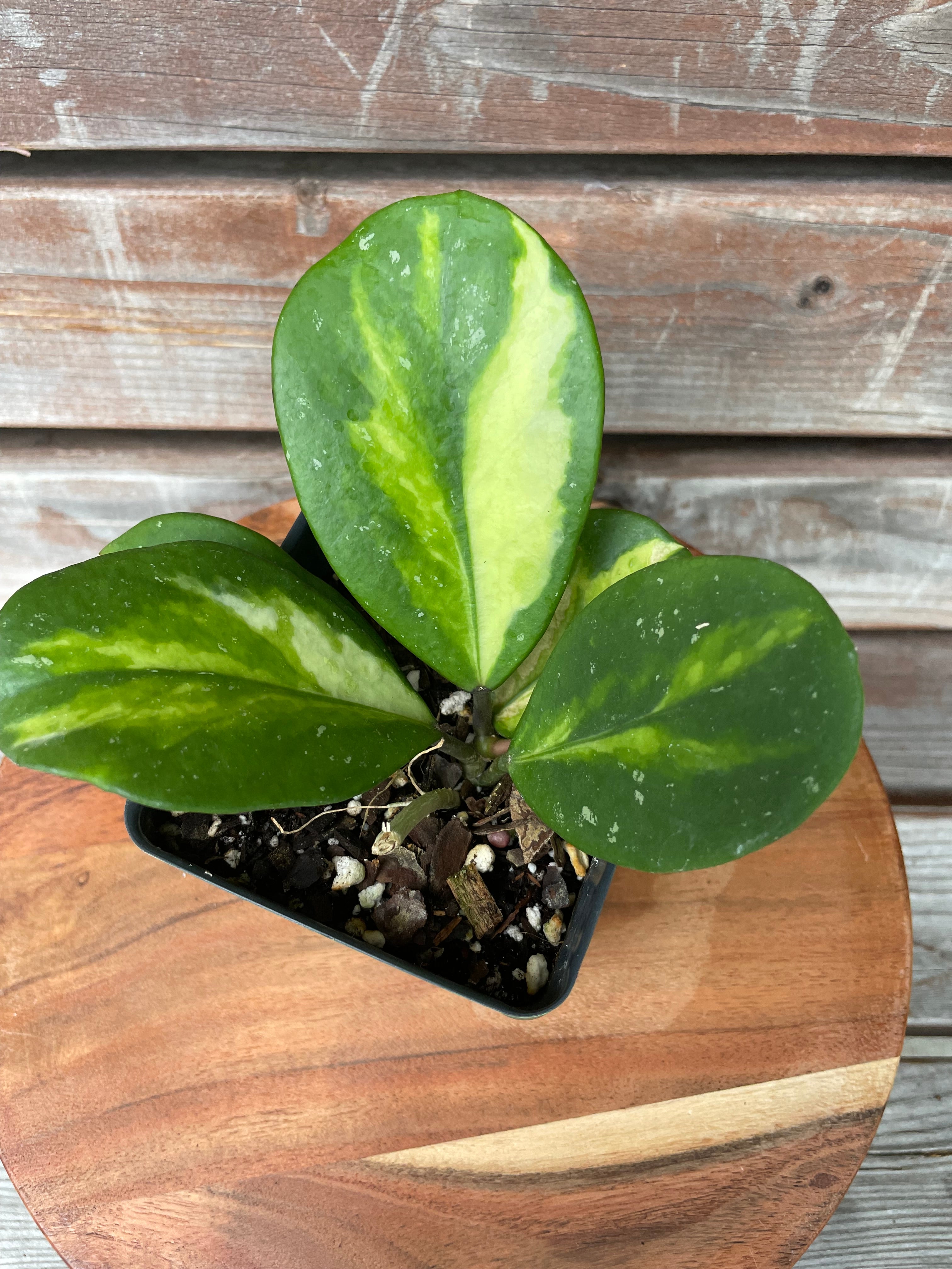 Hoya Obovata Reverse Variegated- ONLY AVAILABLE AT MUDSLIDE COFFEE