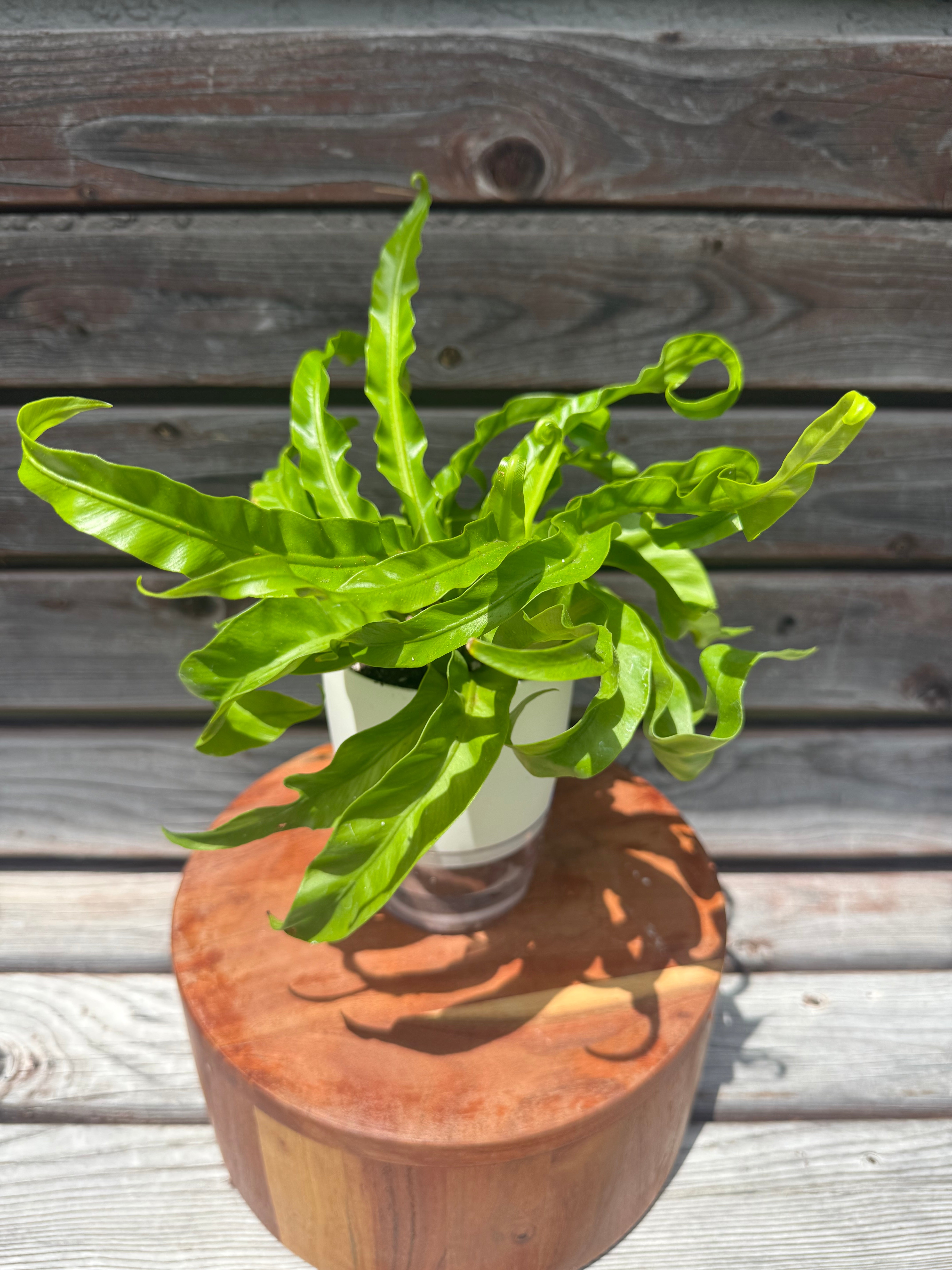 Hurricane fern aka Asplenium Antiquum in self-watering pot- ONLY AVAILABLE AT ORANGE BLOSSOM COFFEE