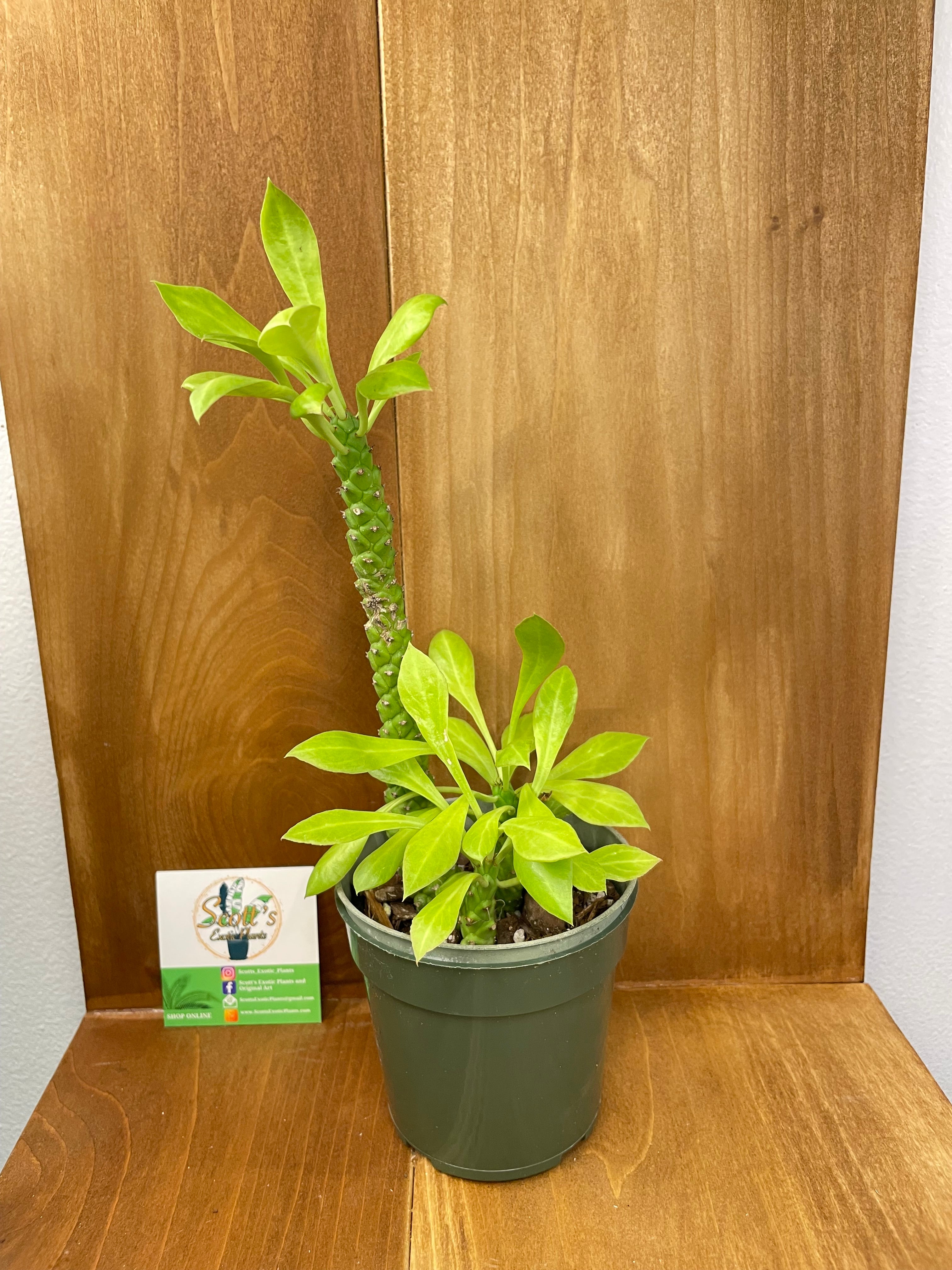 Monadenium Ritchiei aka Euphorbia Reitchiei- ONLY AVAILABLE INSIDE ORANGE BLOSSOM COFFEE