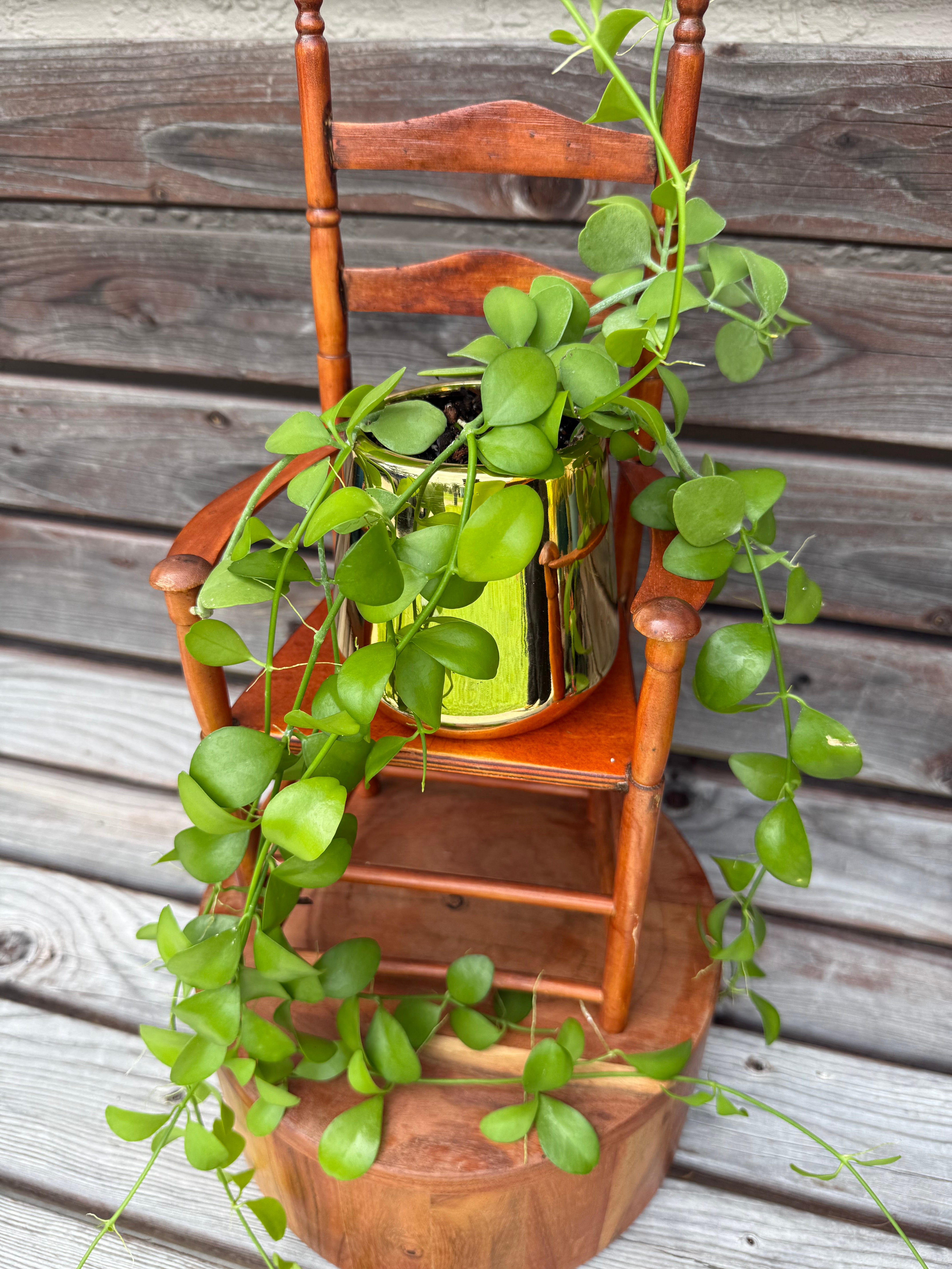 Dischidia Apple in ceramic planter- ONLY AVAILABLE AT ORANGE BLOSSOM COFFEE