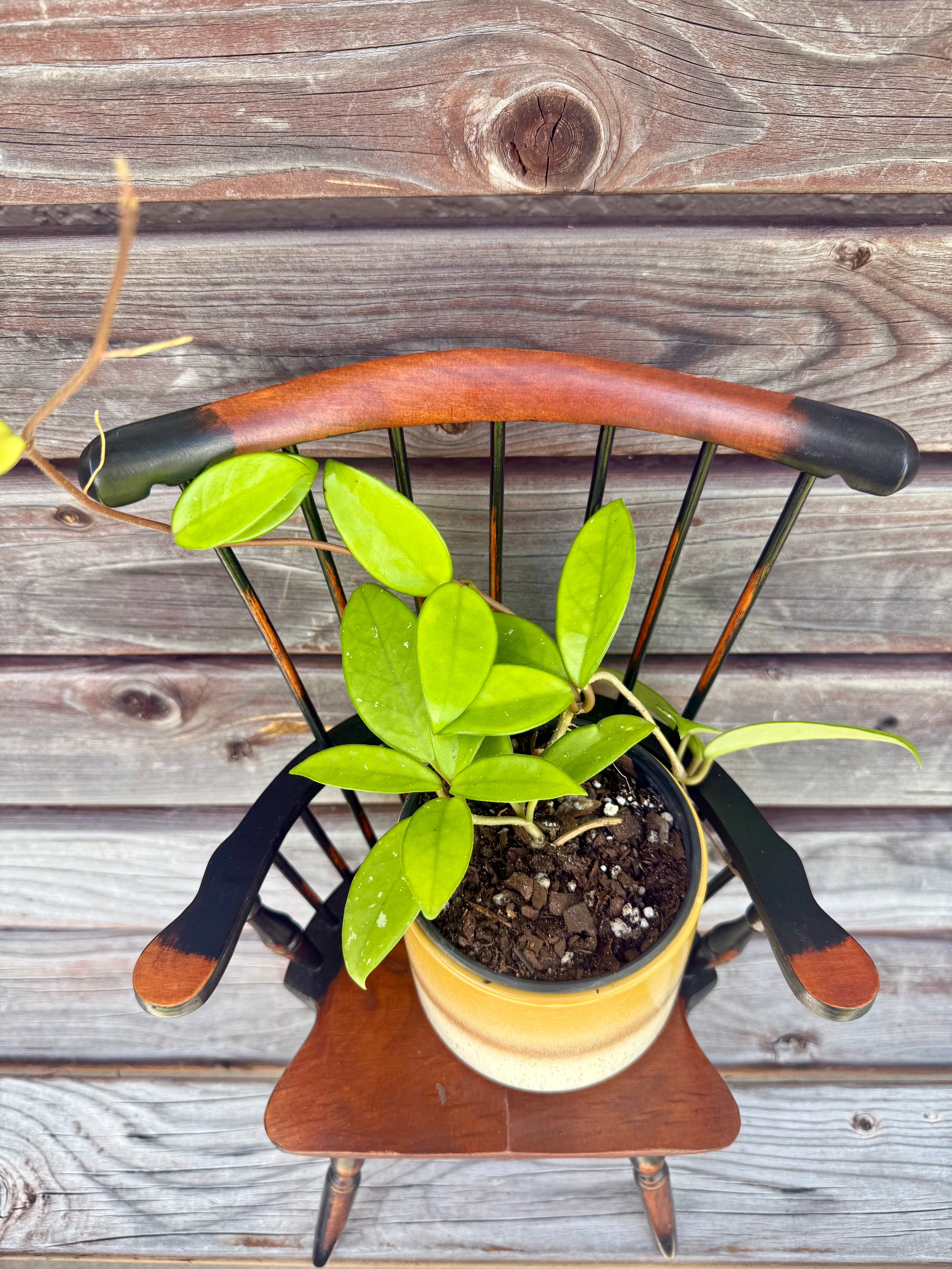 Hoya Carnosa in decorative pot- ONLY AVAILABLE AT ORANGE BLOSSOM COFFEE