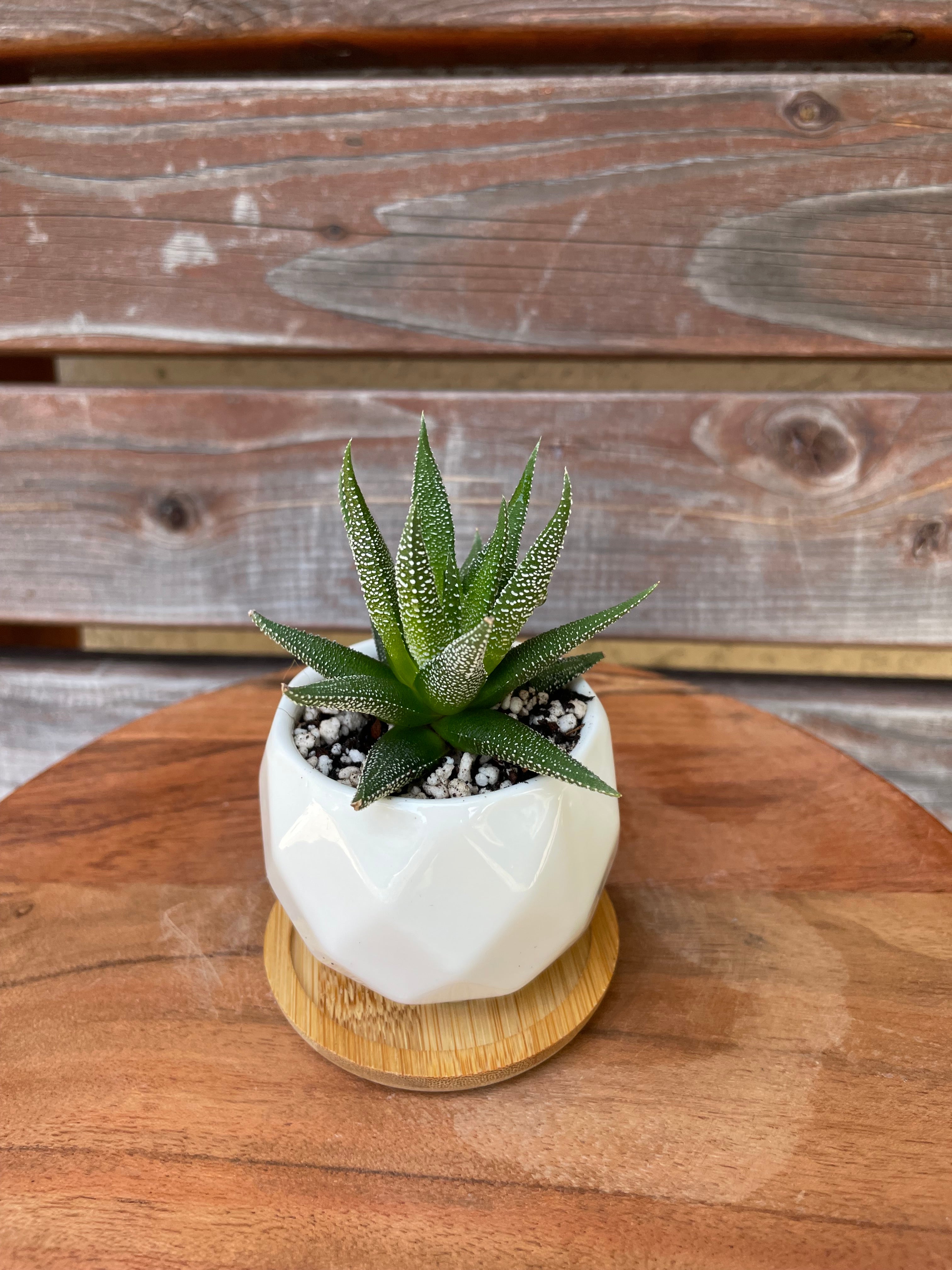 Haworthia Cape Town in white geometric pot AVAILABLE ONLY INSIDE ORANGE BLOSSOM COFFEE