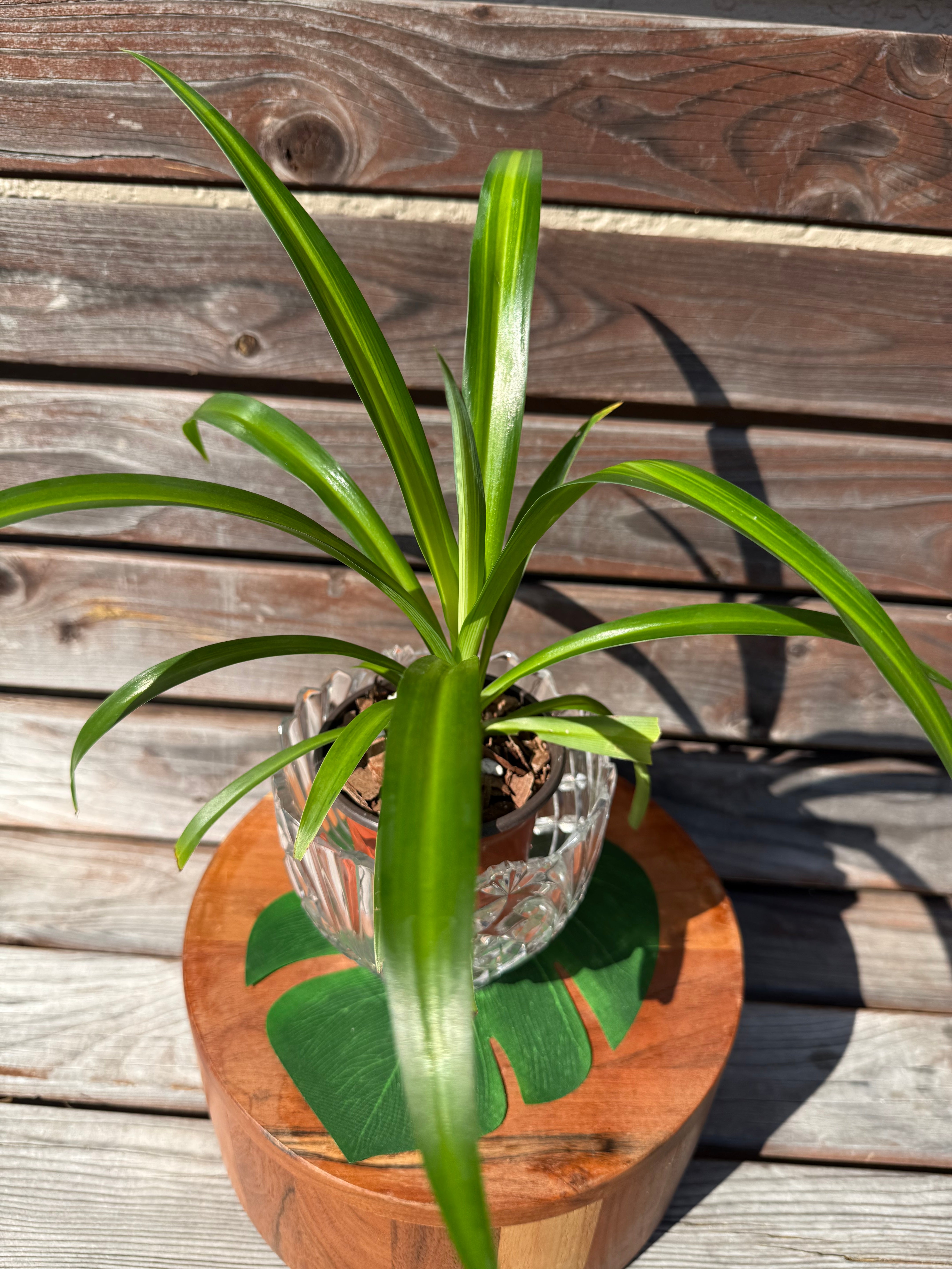 Hawaiian Spider Plant in 4-inch with Crystal Glass- ONLY AVAILABLE INSIDE ORANGE BLOSSOM COFFEE