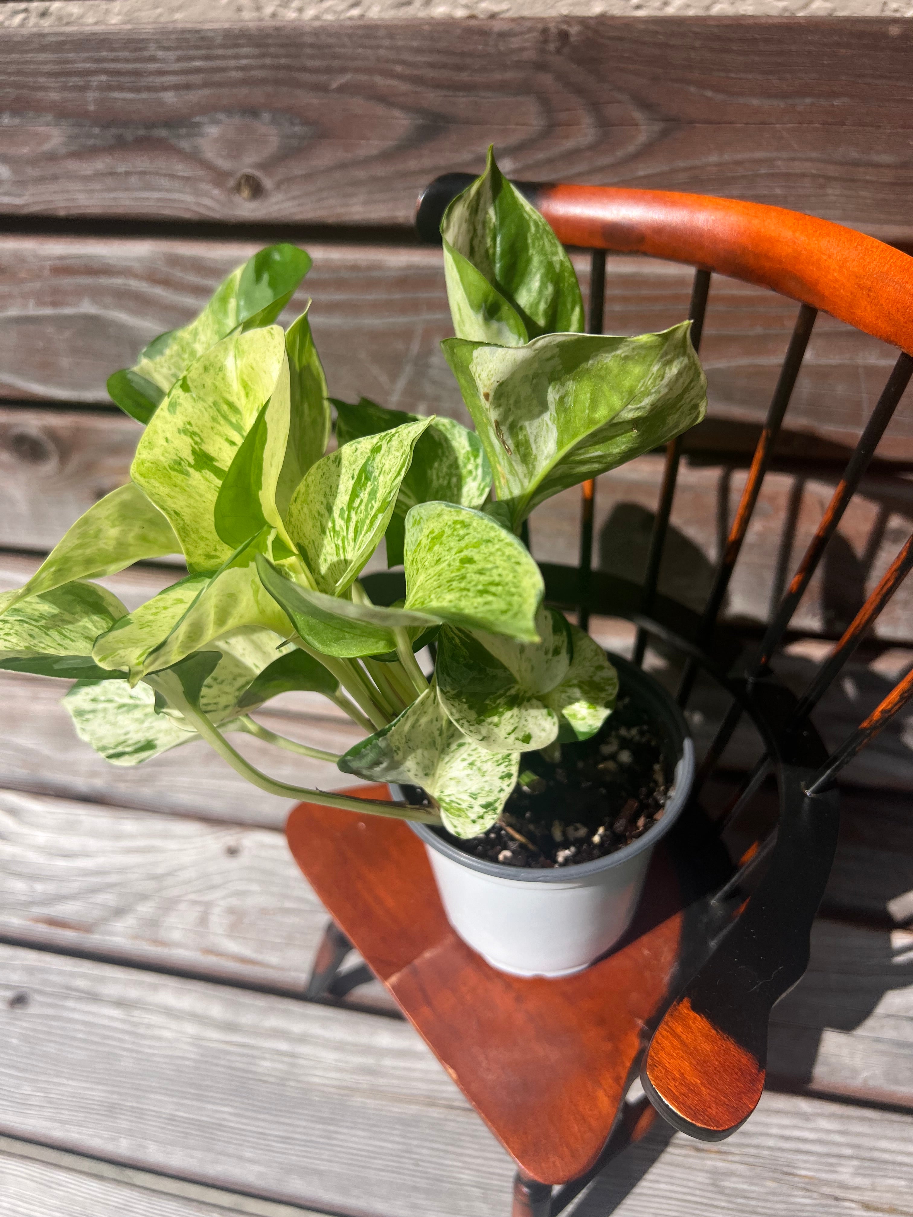 Manjula Pothos aka Pothos Epipremnum aureum 'Manjula' ONLY AVAILABLE INSIDE ORANGE BLOSSOM COFFEE