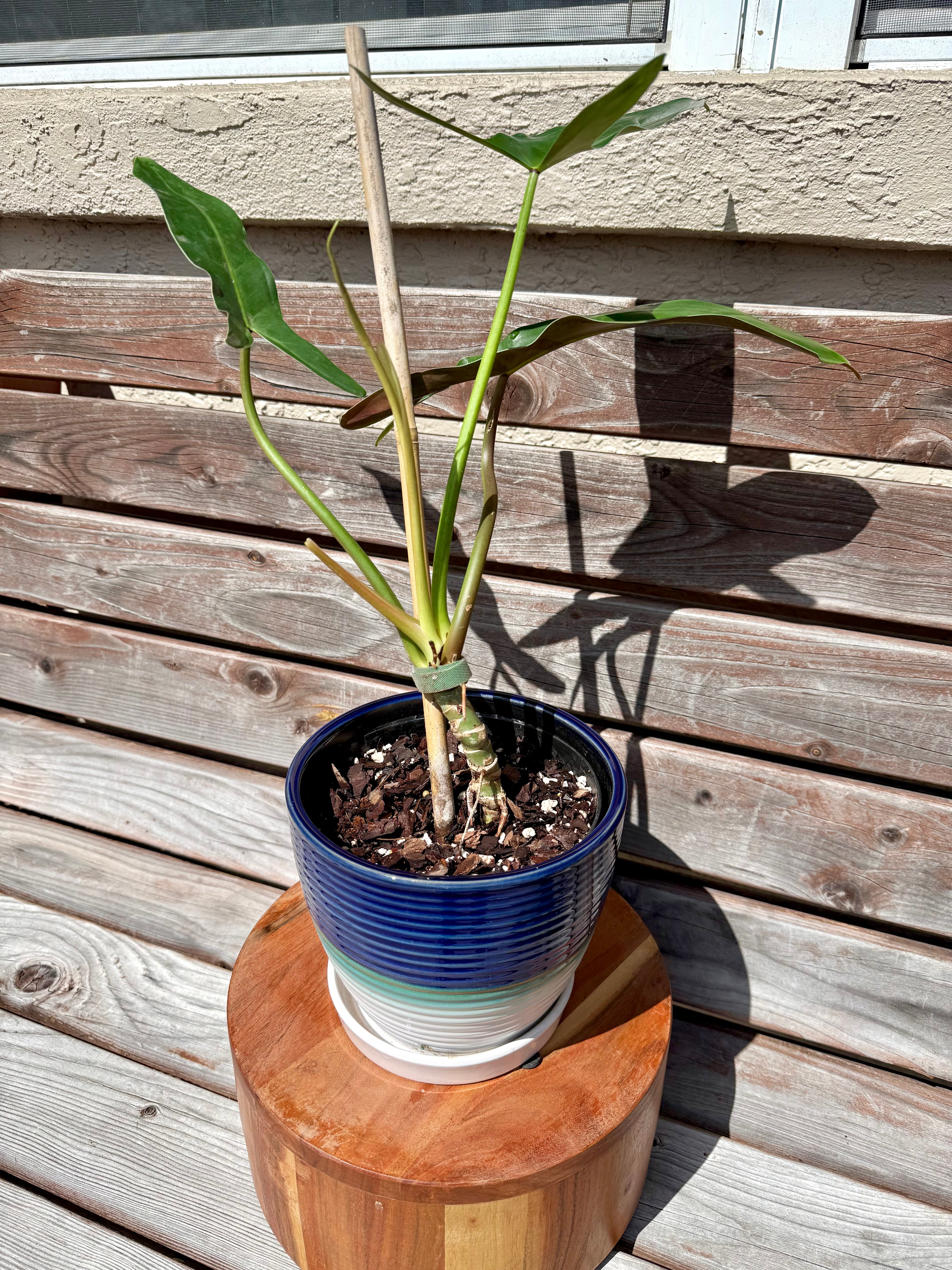 philodendron coffee Philodendron Mexicanum in ceramic pot- AVAILABLE ONLY at BANYAN COFFEE