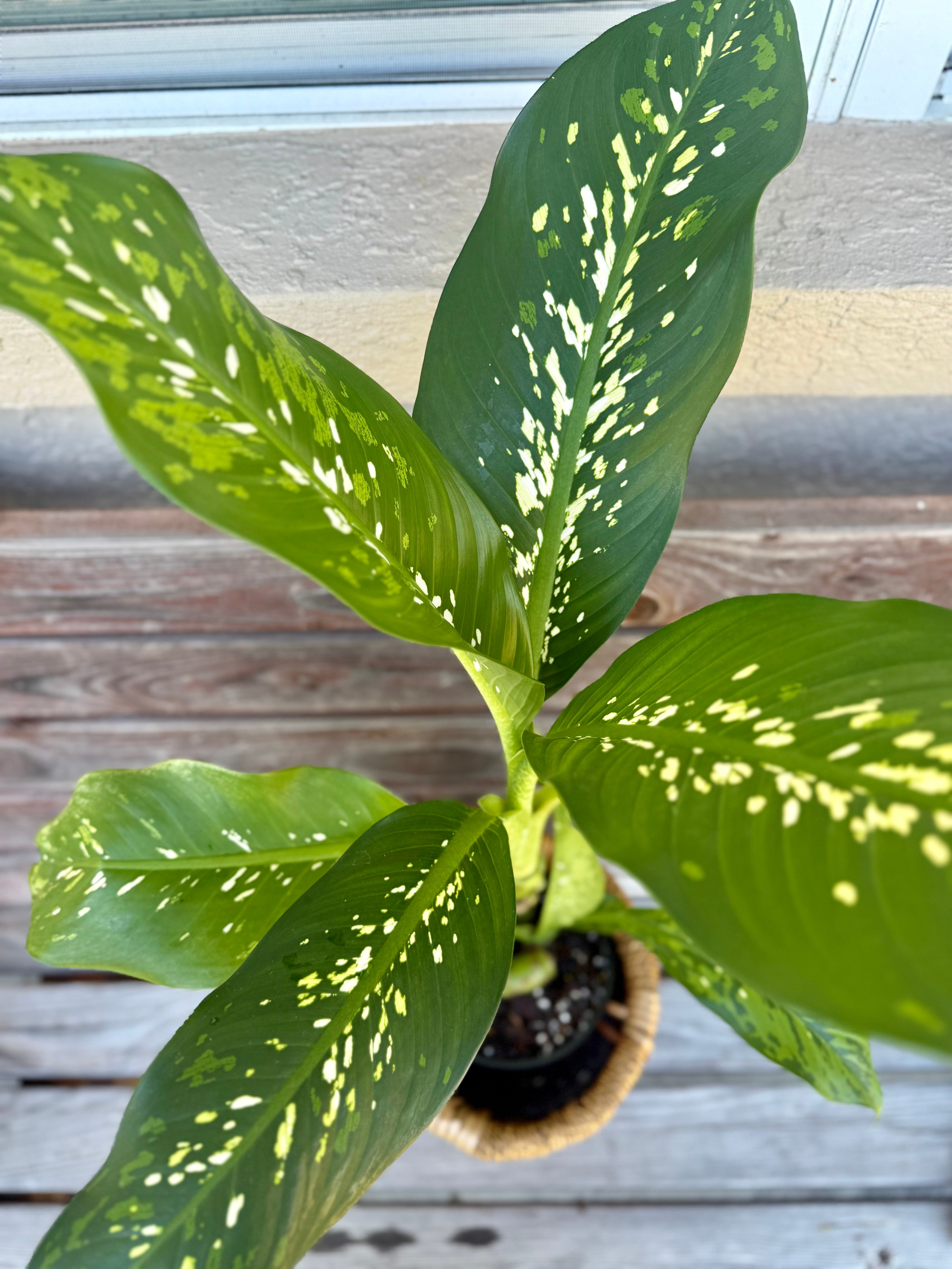 Dieffenbachia Crocodile in basket- ONLY AVAILABLE AT ORANGE BLOSSOM COFFEE