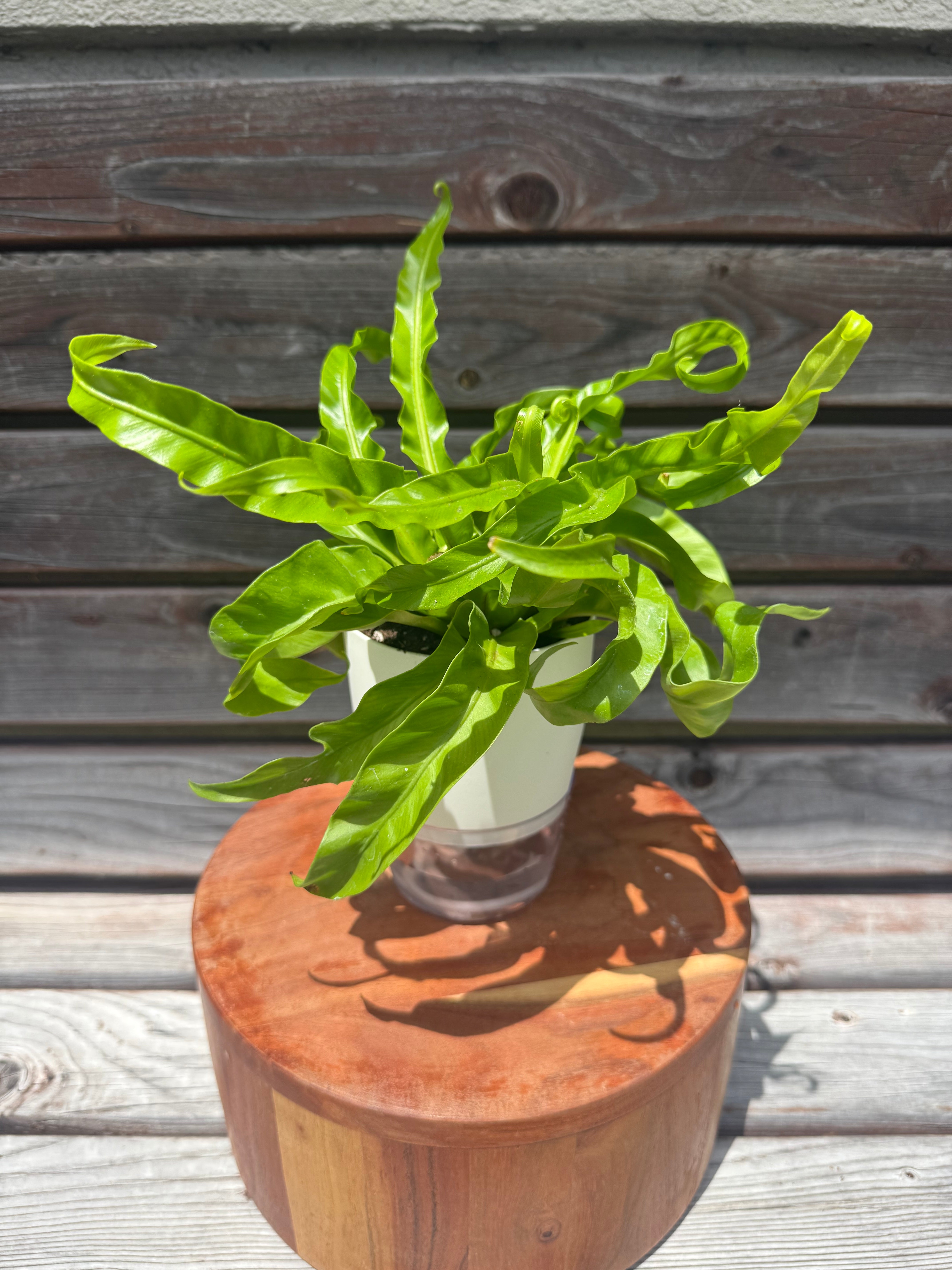 Hurricane fern aka Asplenium Antiquum in self-watering pot- ONLY AVAILABLE AT ORANGE BLOSSOM COFFEE