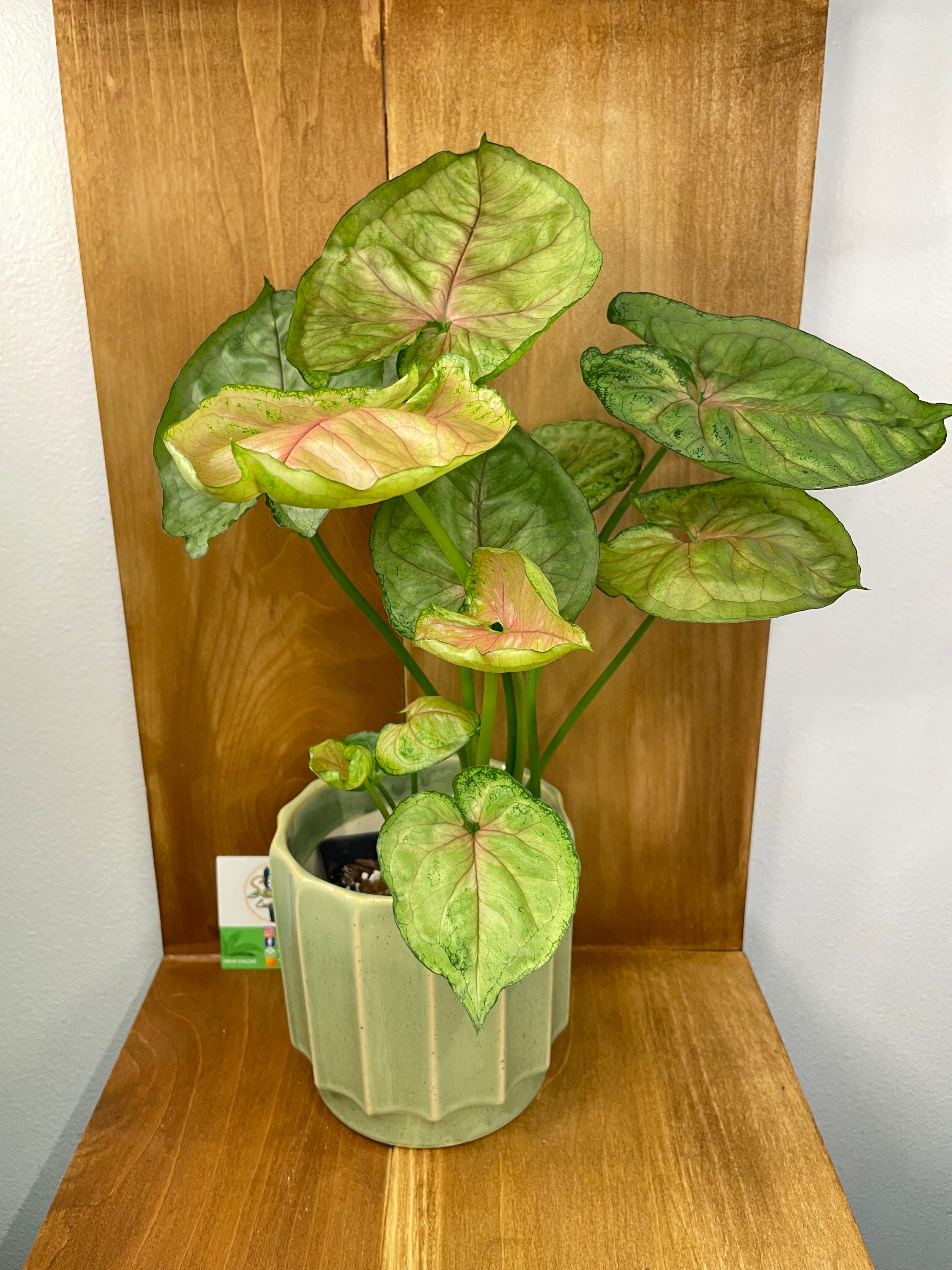 Syngonium Mango Allusion in ceramic pot- ONLY AVAILABLE AT ORANGE BLOSSOM COFFEE