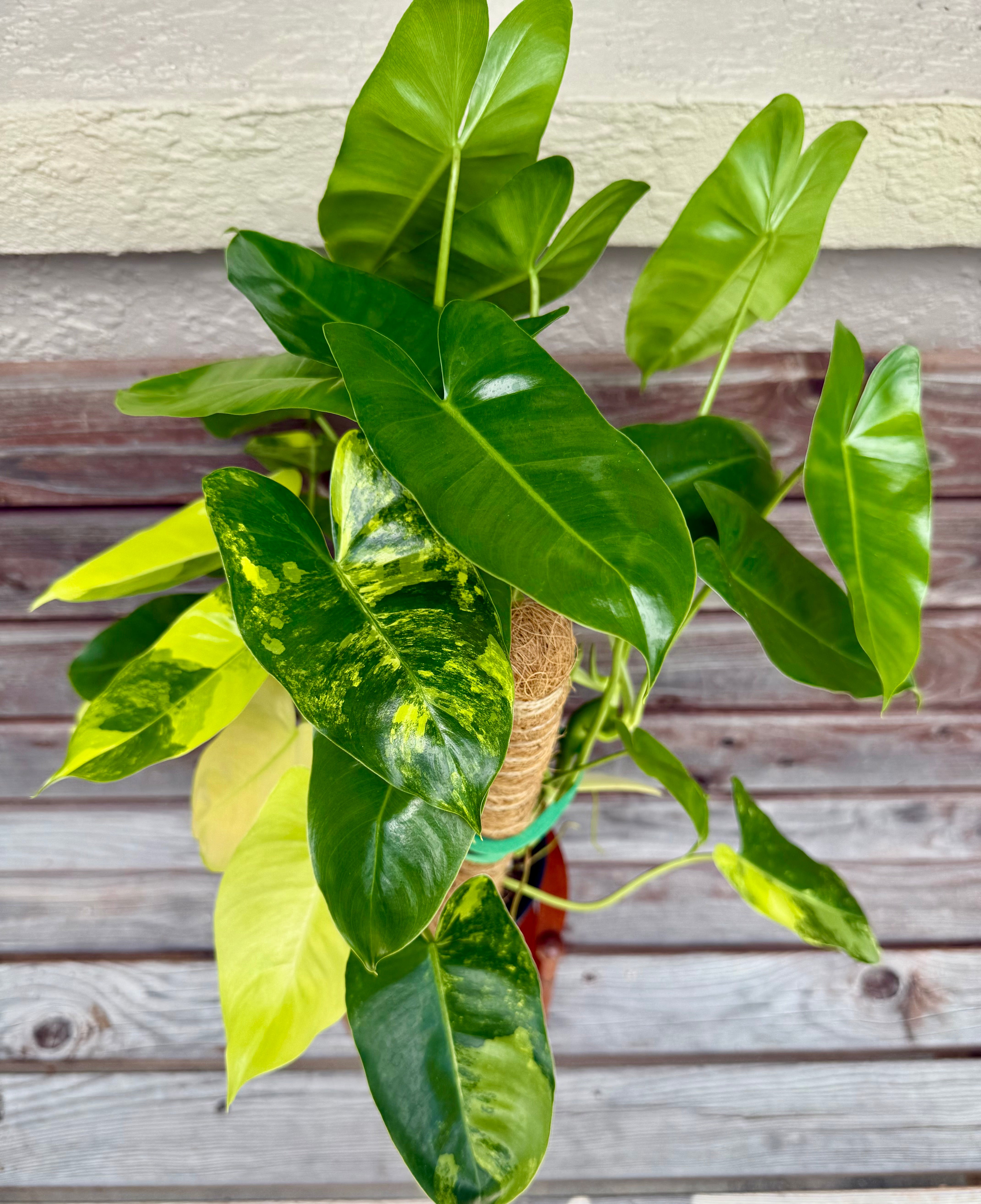Philodendron Burle Marx Variegated- ONLY AVAILABLE INSIDE ORANGE BLOSSOM COFFEE