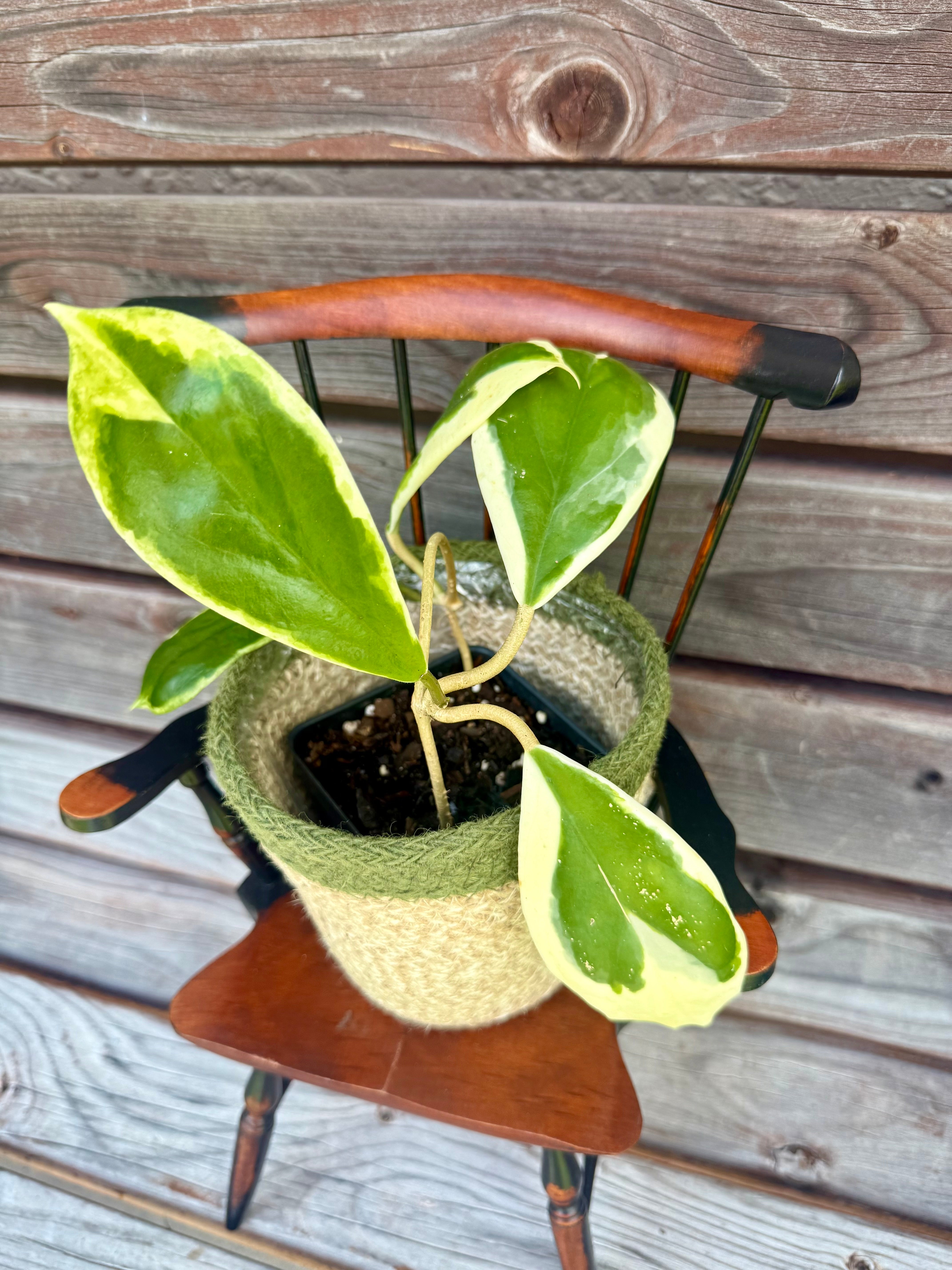 Hoya Incrassata 'Eclipse' (Outer variegation) ONLY AVAILABLE AT ORANGE BLOSSOM COFFEE