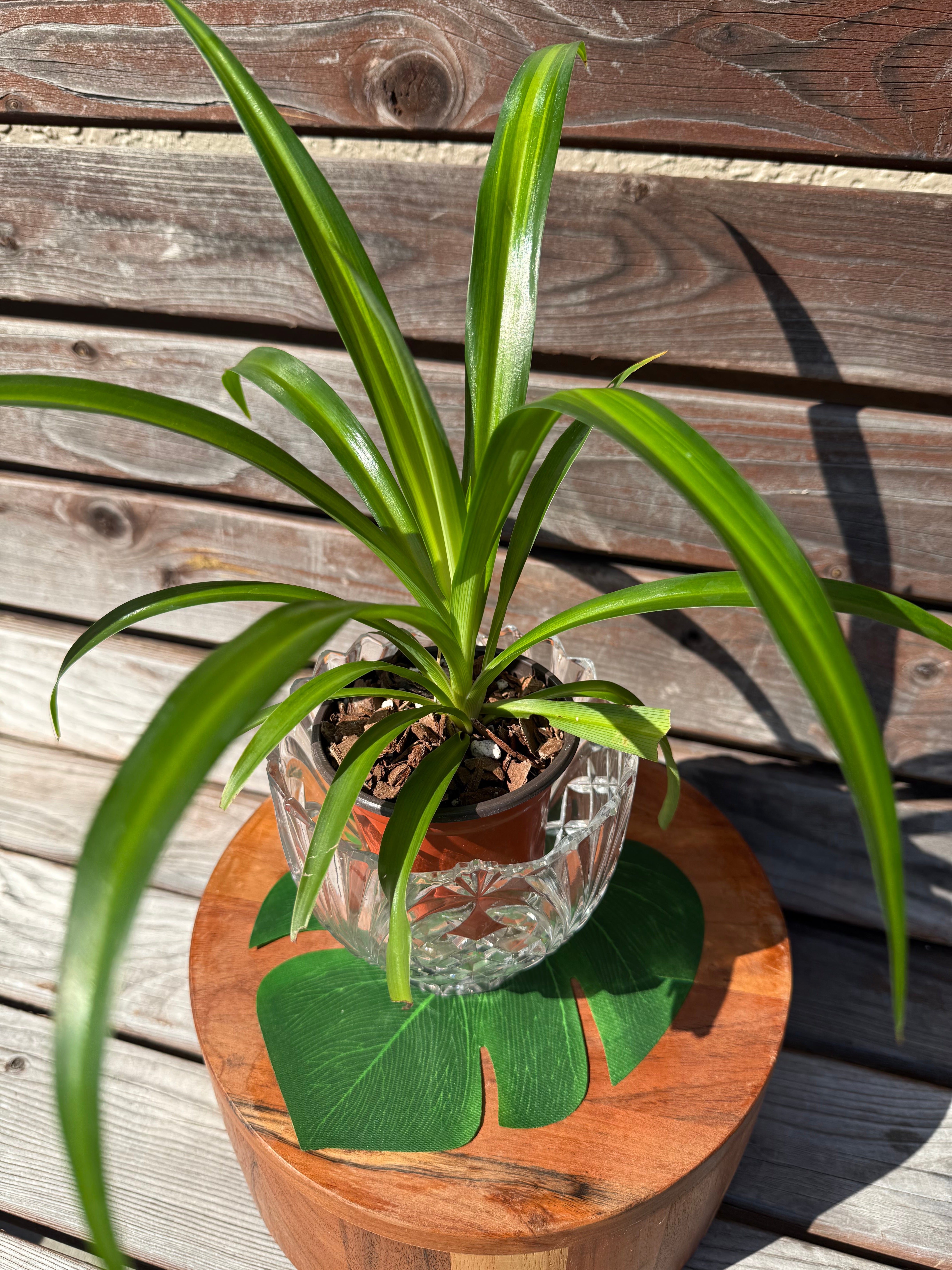 Hawaiian Spider Plant in 4-inch with Crystal Glass- ONLY AVAILABLE INSIDE ORANGE BLOSSOM COFFEE