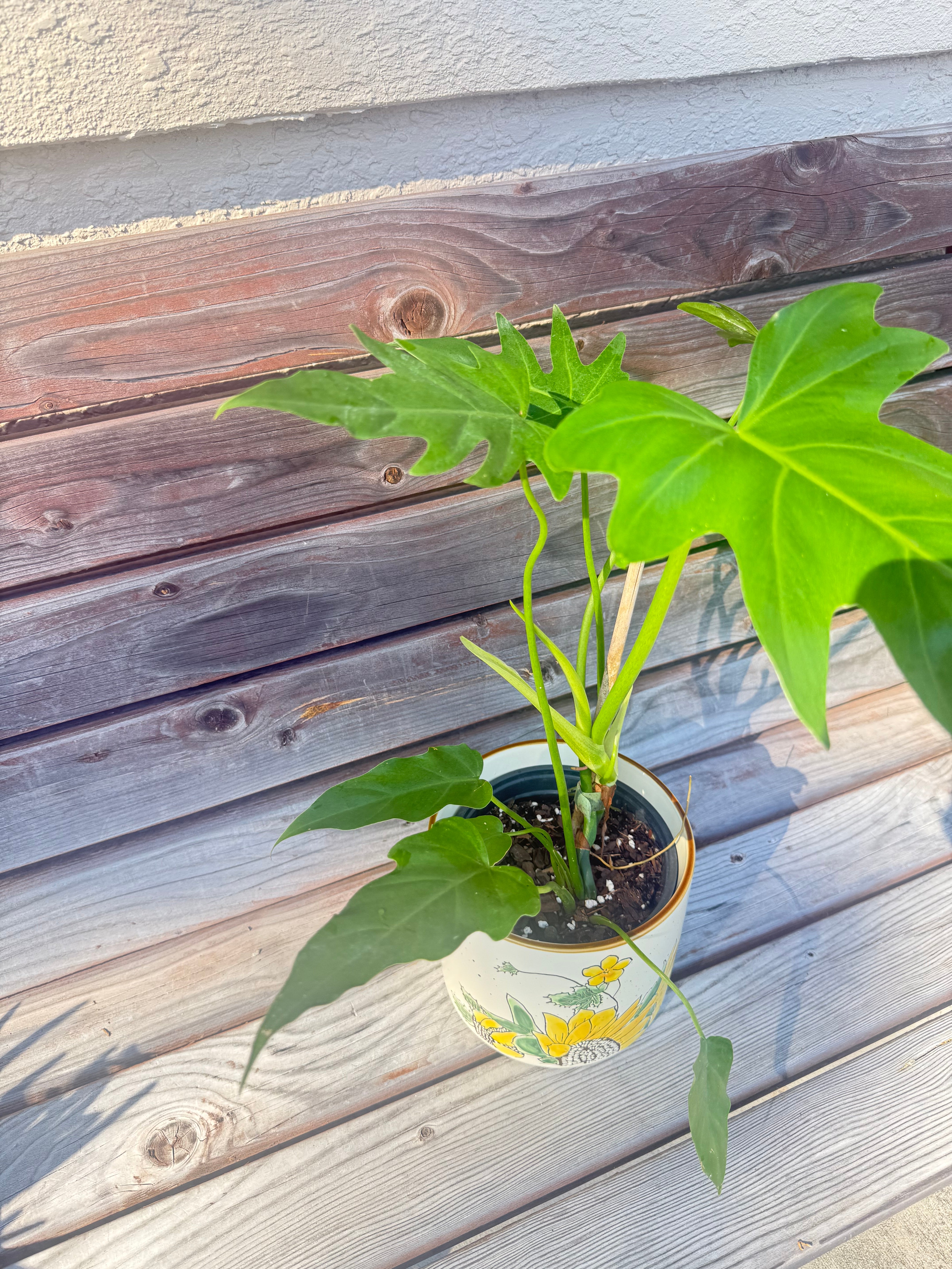 Philodendron Radiatum- ONLY AVAILABLE AT BANYAN COFFEE