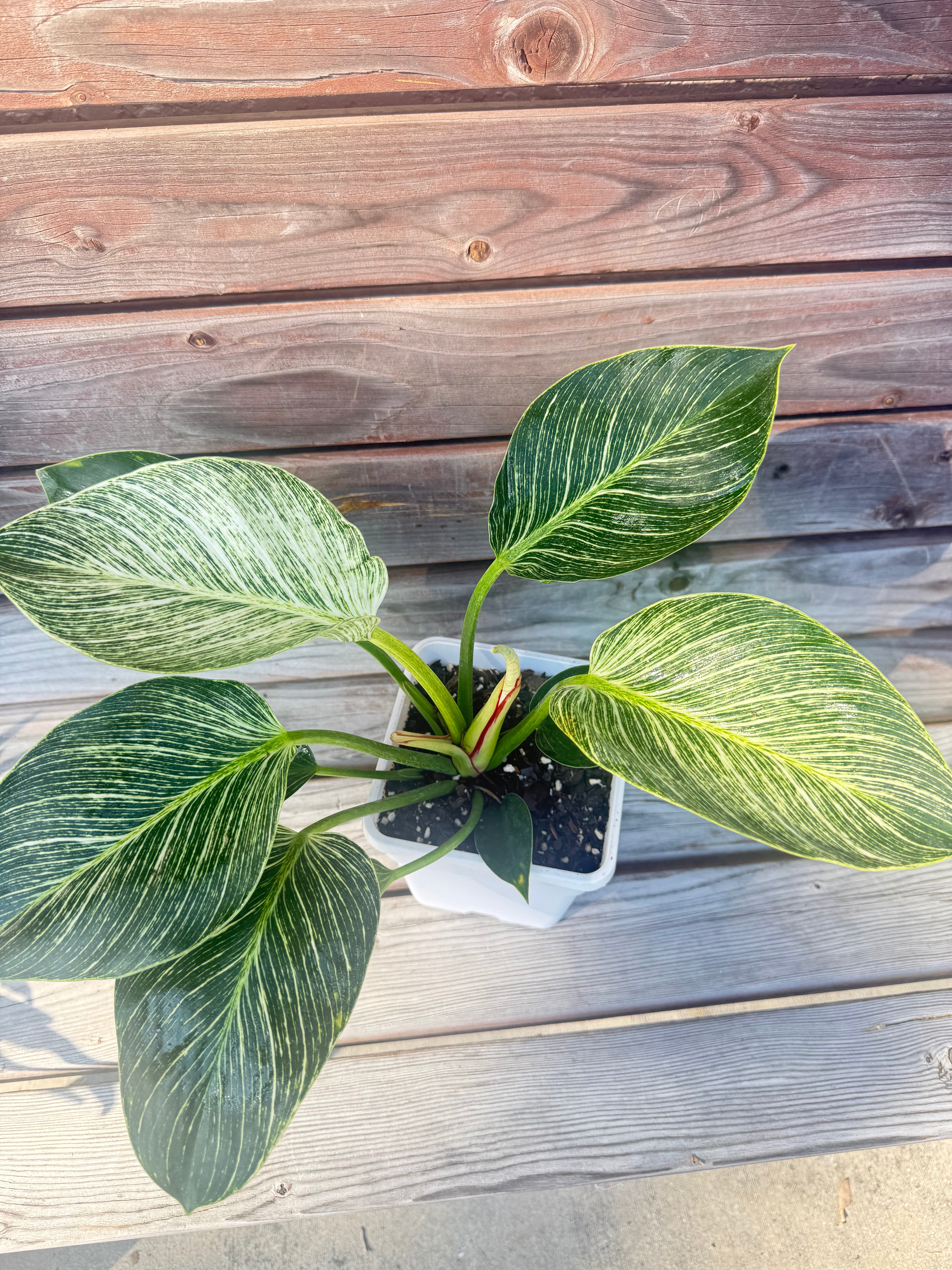 Philodendron Birkin- ONLY AVAILABLE AT BANYAN COFFEE