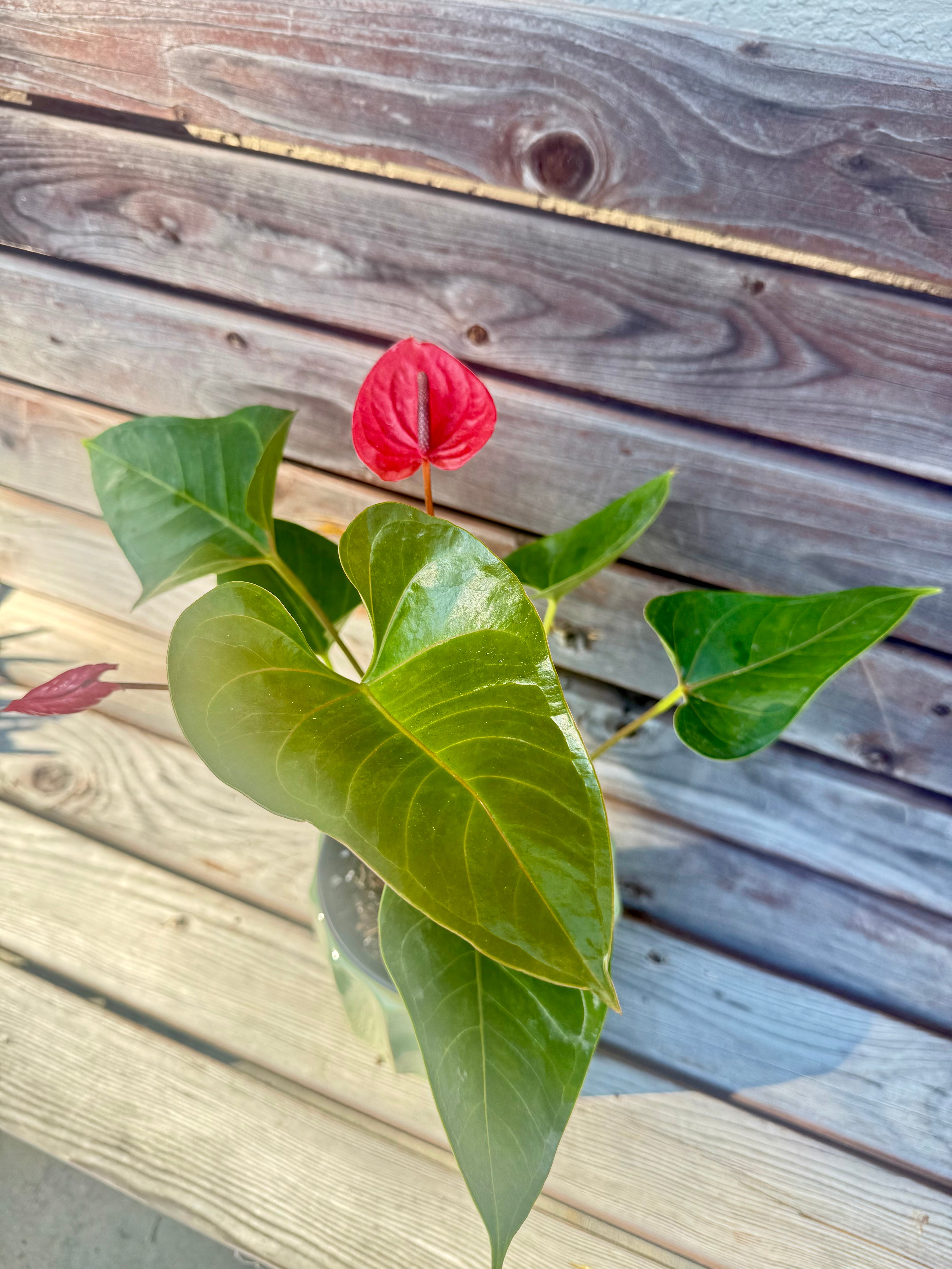 Anthurium Red in decorative pot- AVAILABLE TO PURCHASE ONLY AT BANYAN COFFEE