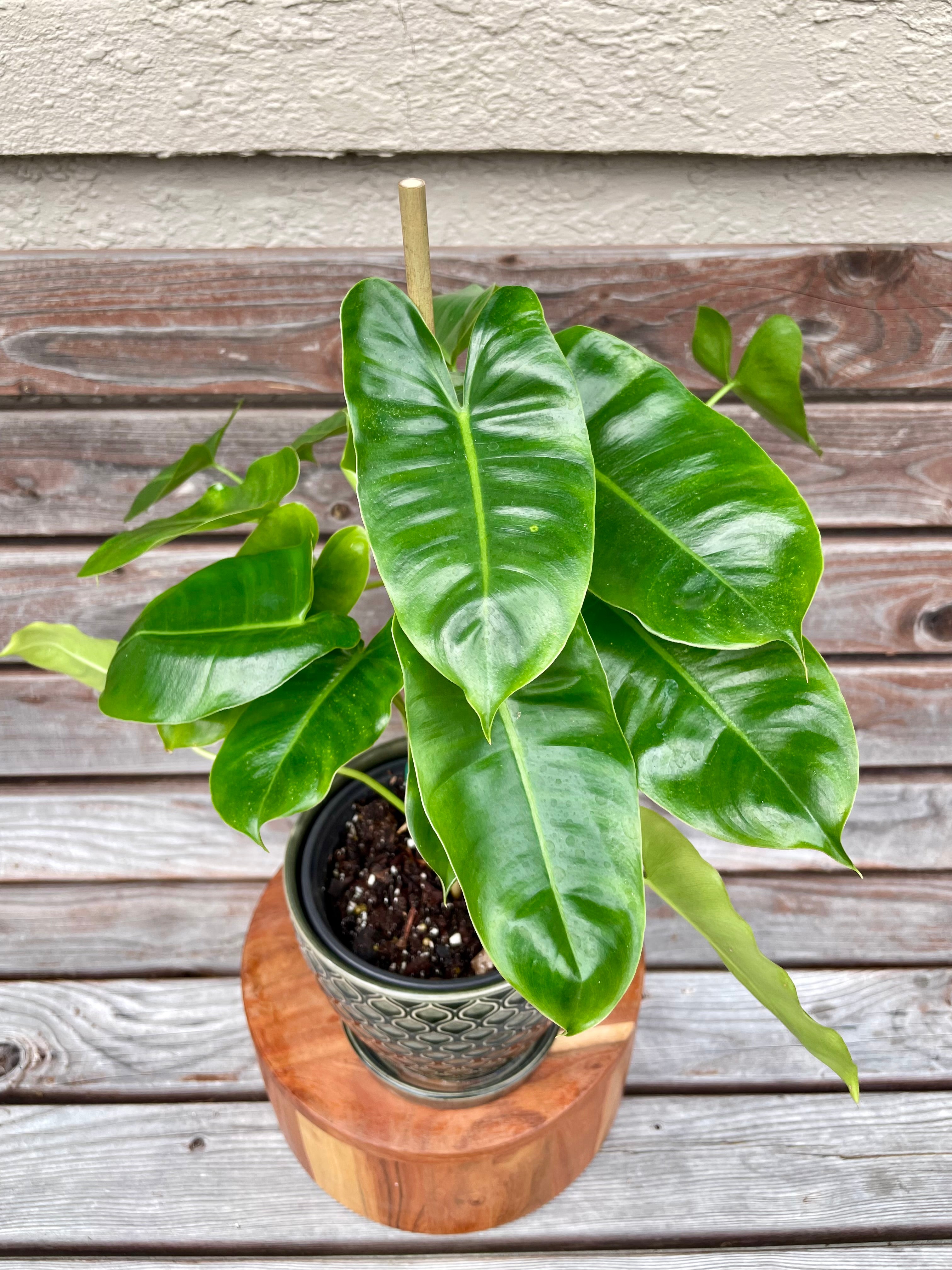 Philodendron Burle Marx in ceramic pot- ONLY AVAILABLE INSIDE BANYAN COFFEE