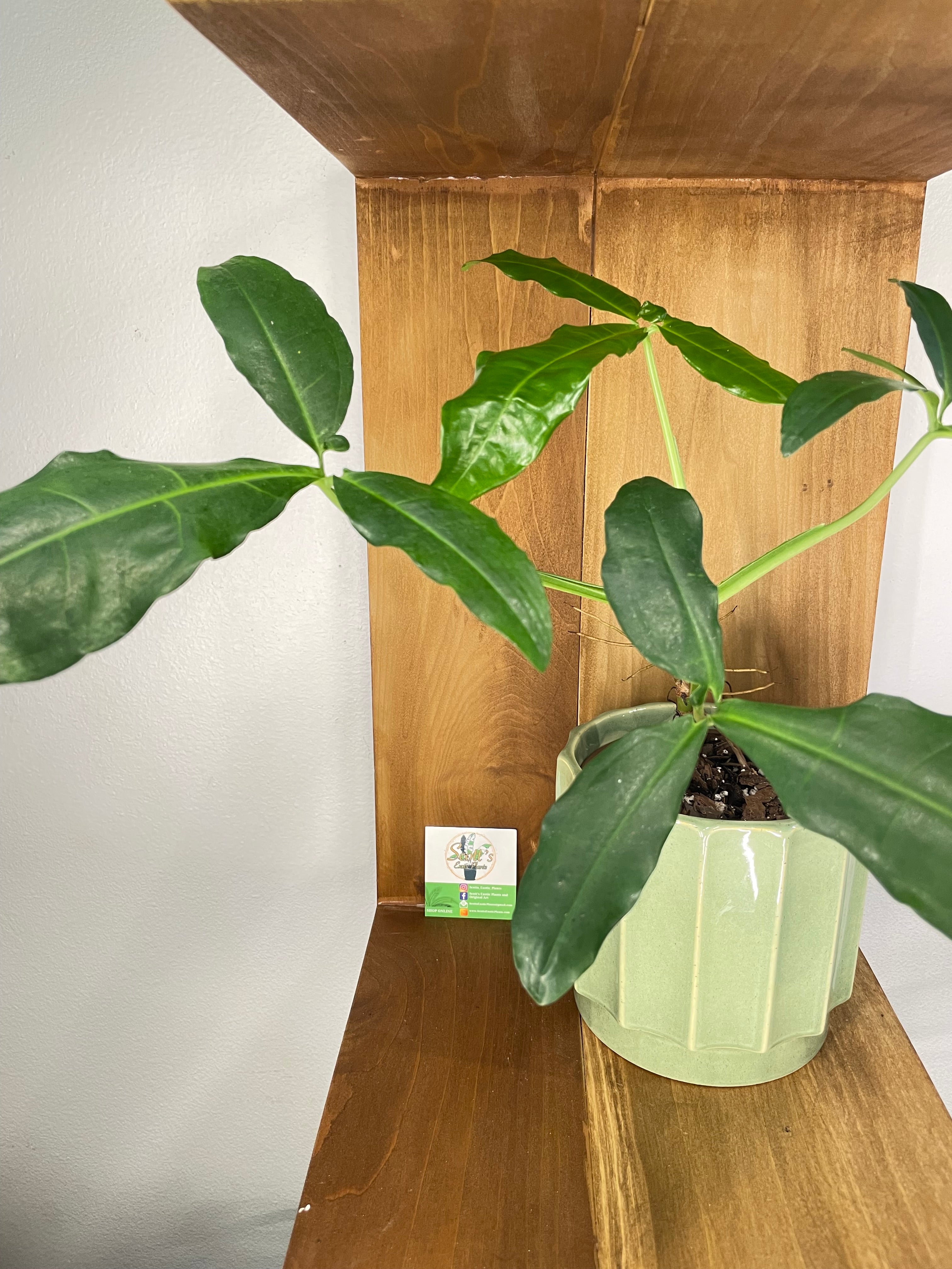 Syngonium Auritum in ceramic planter- ONLY Available at Orange Blossom Coffee