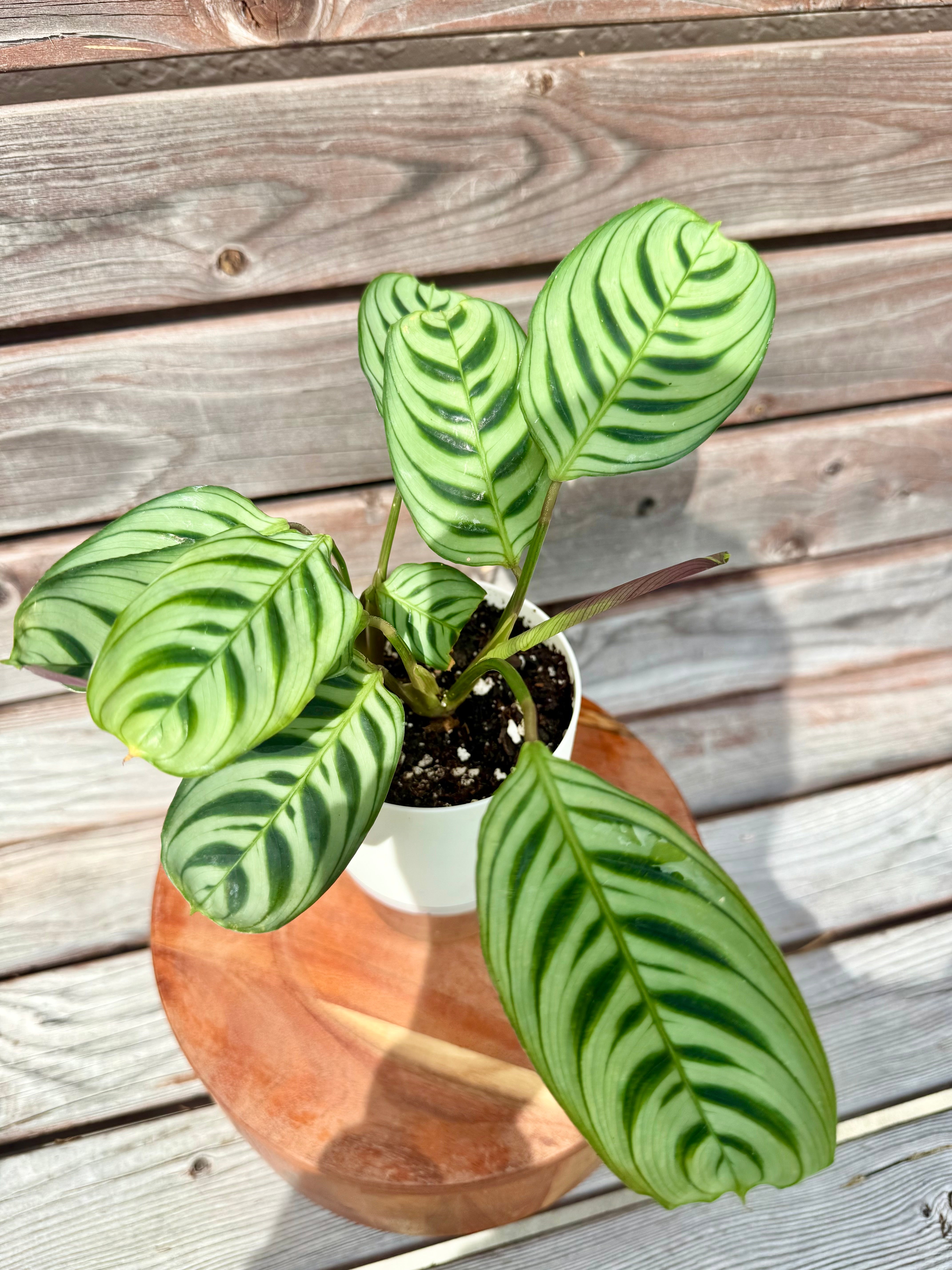 Calathea Burle Marx in Self-Watering pot ONLY AVAILABLE INSIDE ART HOUSE BRADENTON