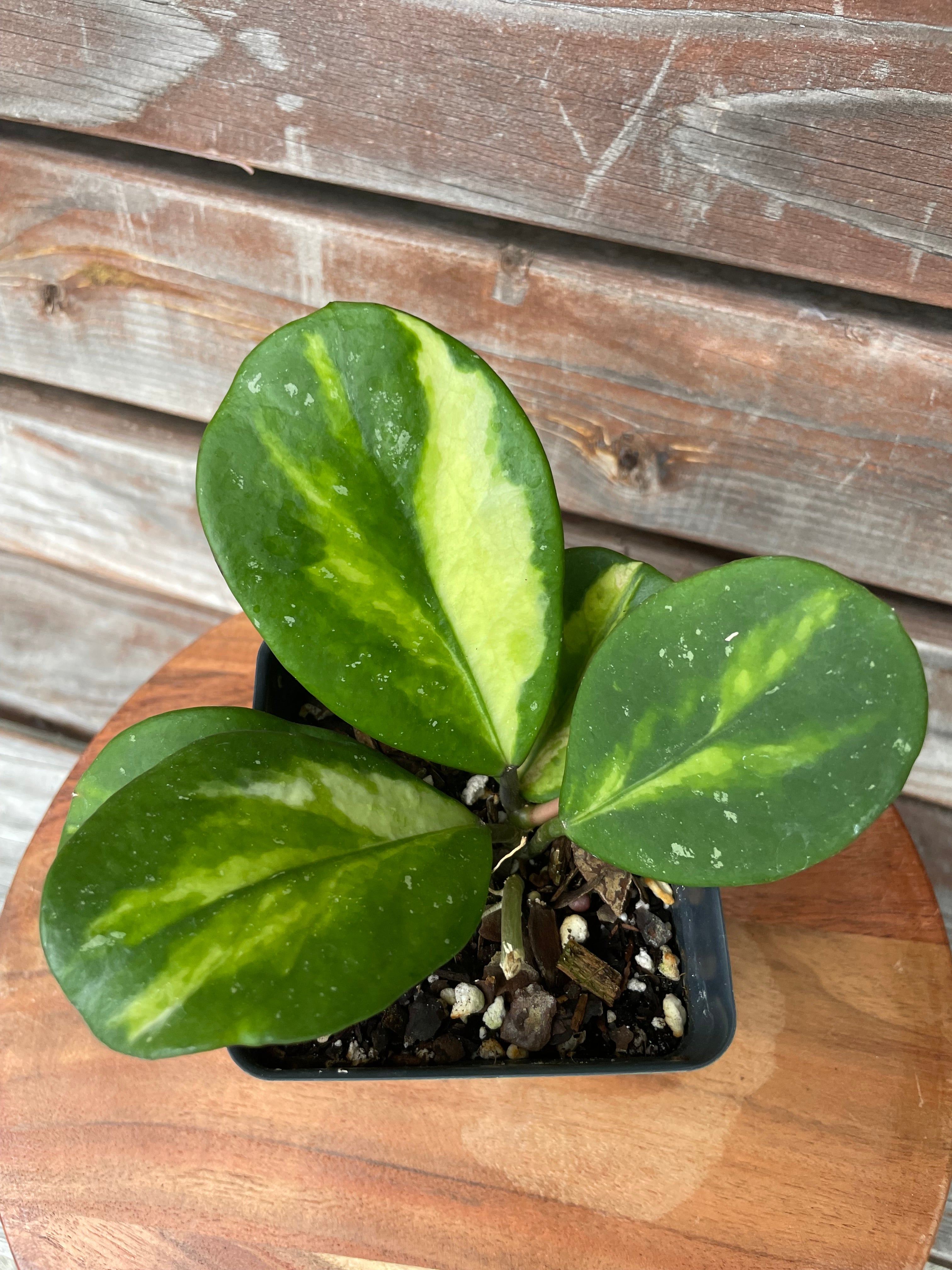 Hoya Obovata Reverse Variegated- ONLY AVAILABLE AT MUDSLIDE COFFEE