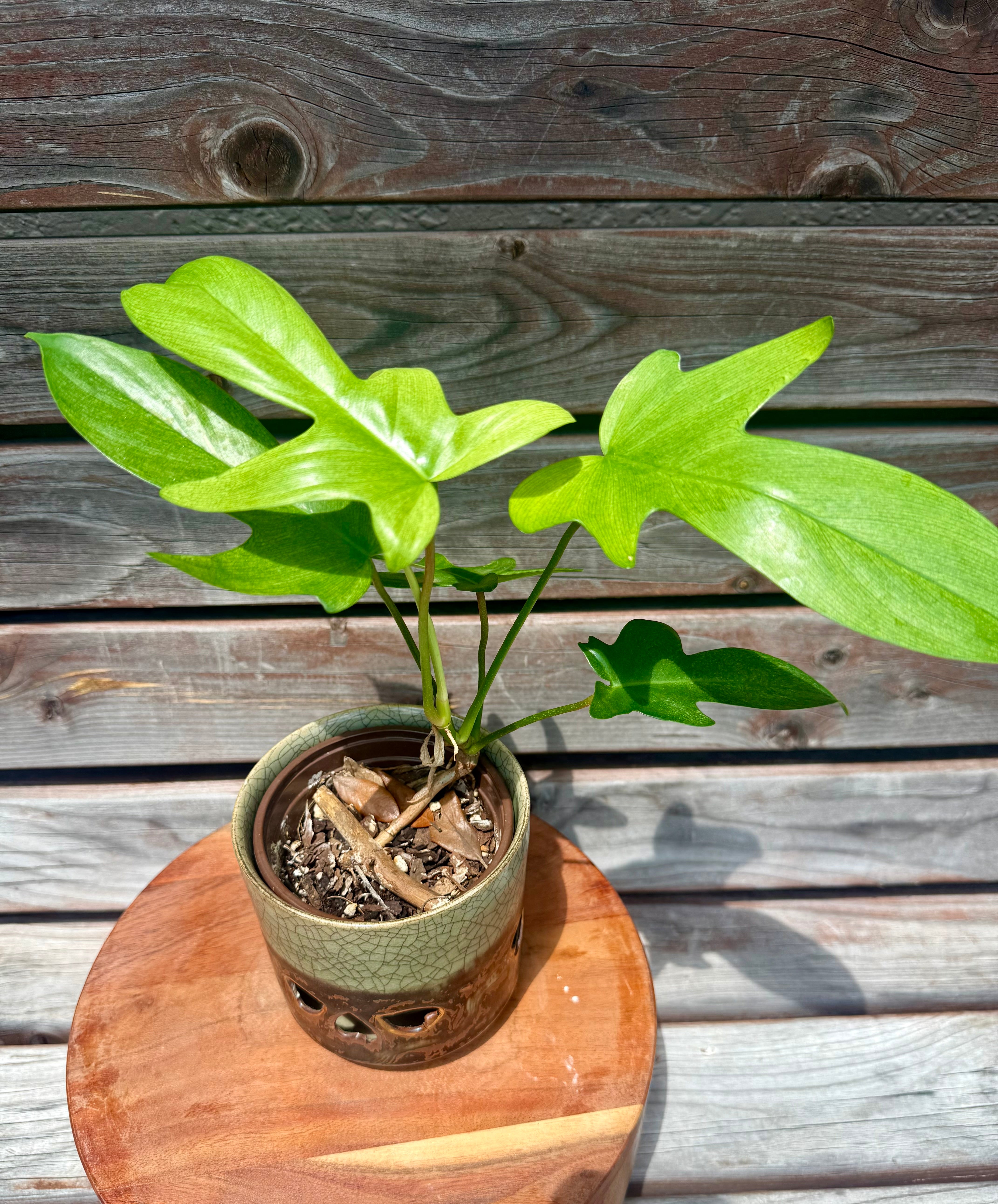 Philodendron Florida Ghost in ceramic pot- AVAILABLE ONLY at ORANGE BLOSSOM COFFEE