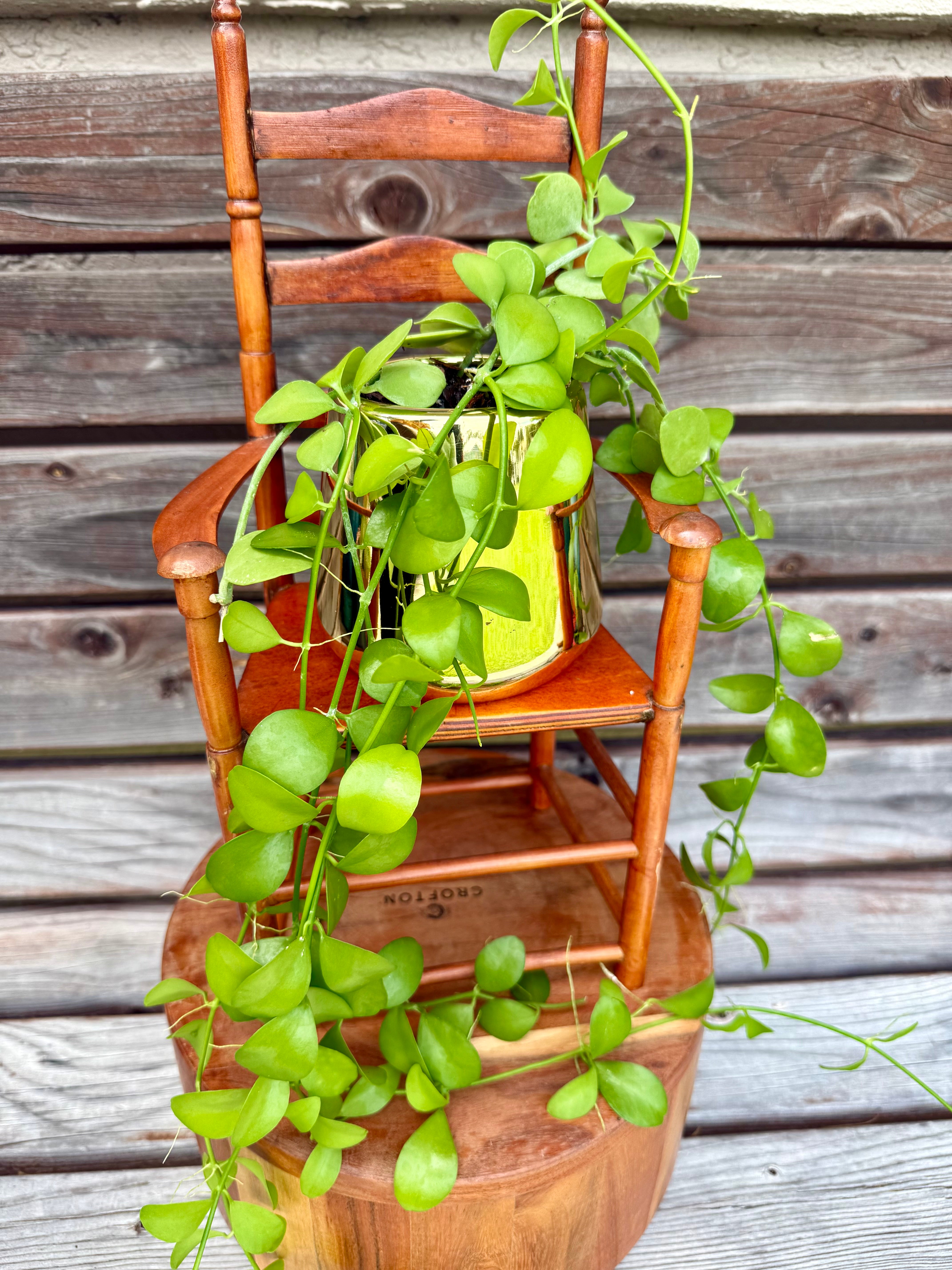 Dischidia Apple in ceramic planter- ONLY AVAILABLE AT ORANGE BLOSSOM COFFEE