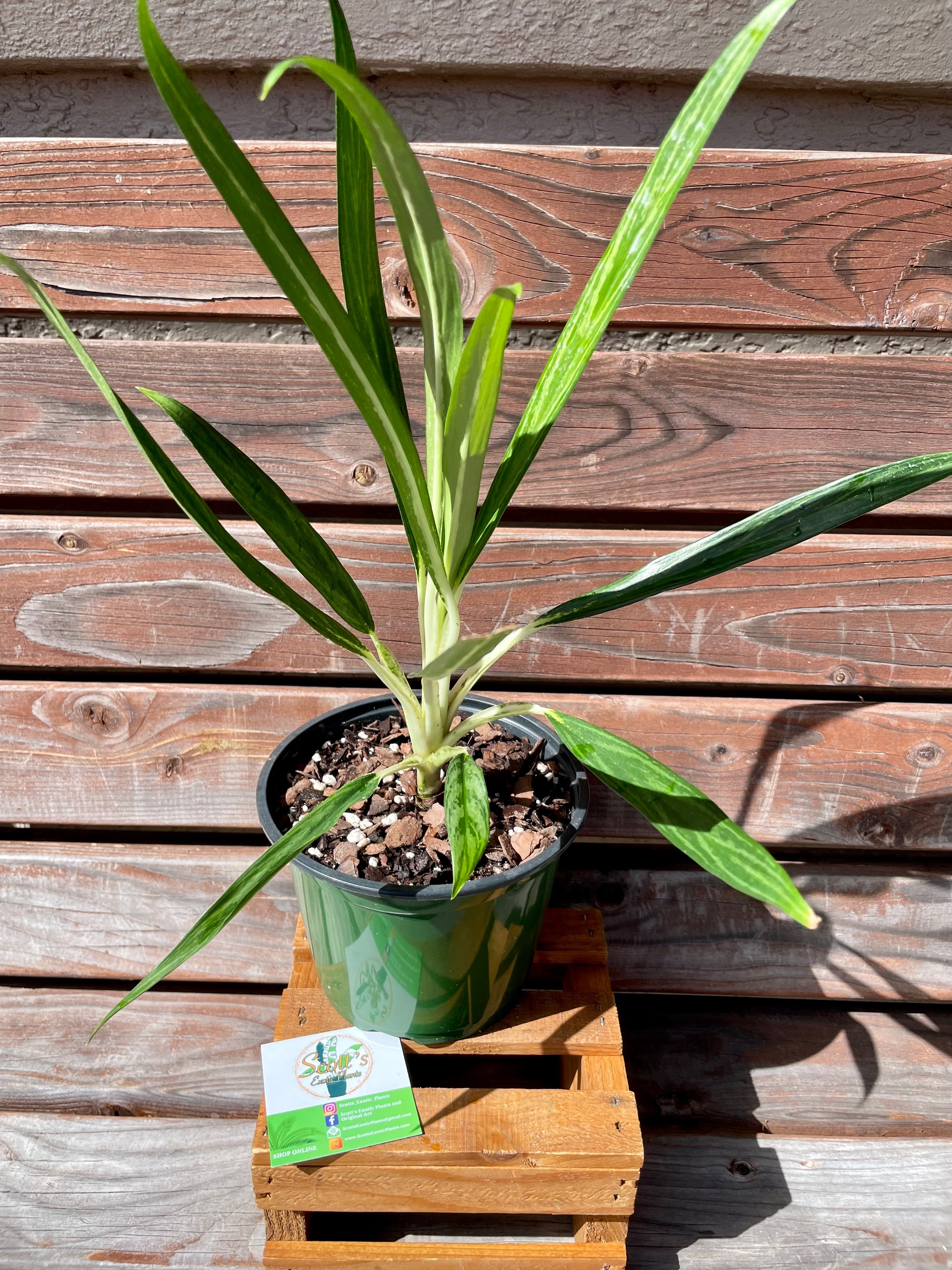 Aglaonema Bamboo in 6-inch pot AVAILABLE ONLY at MUDSLIDE COFFEE