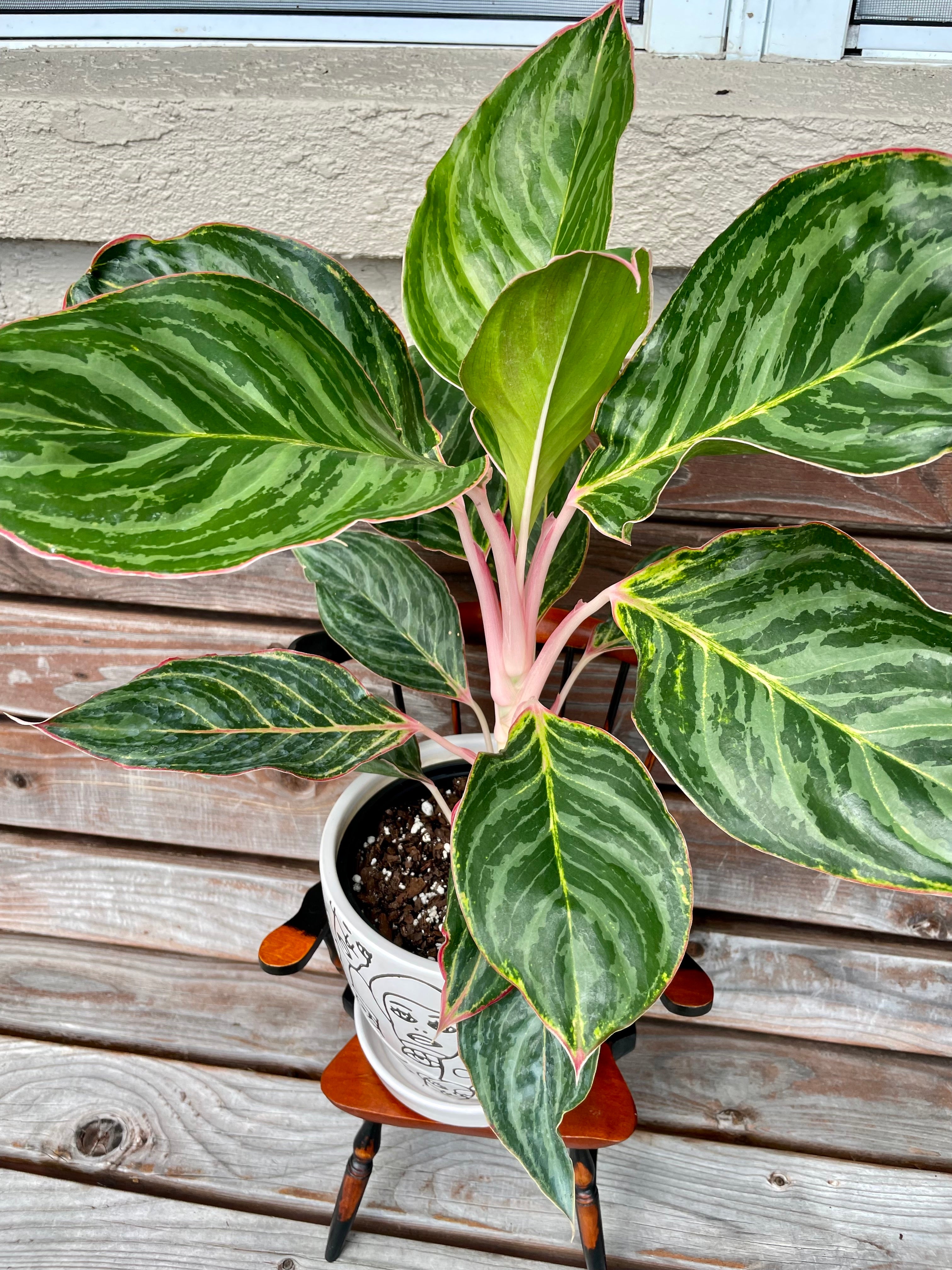 Aglaonema Jazzed Gem In Ceramic Planter- ONLY AVAILABLE INSIDE MUDSLIDE COFFEE