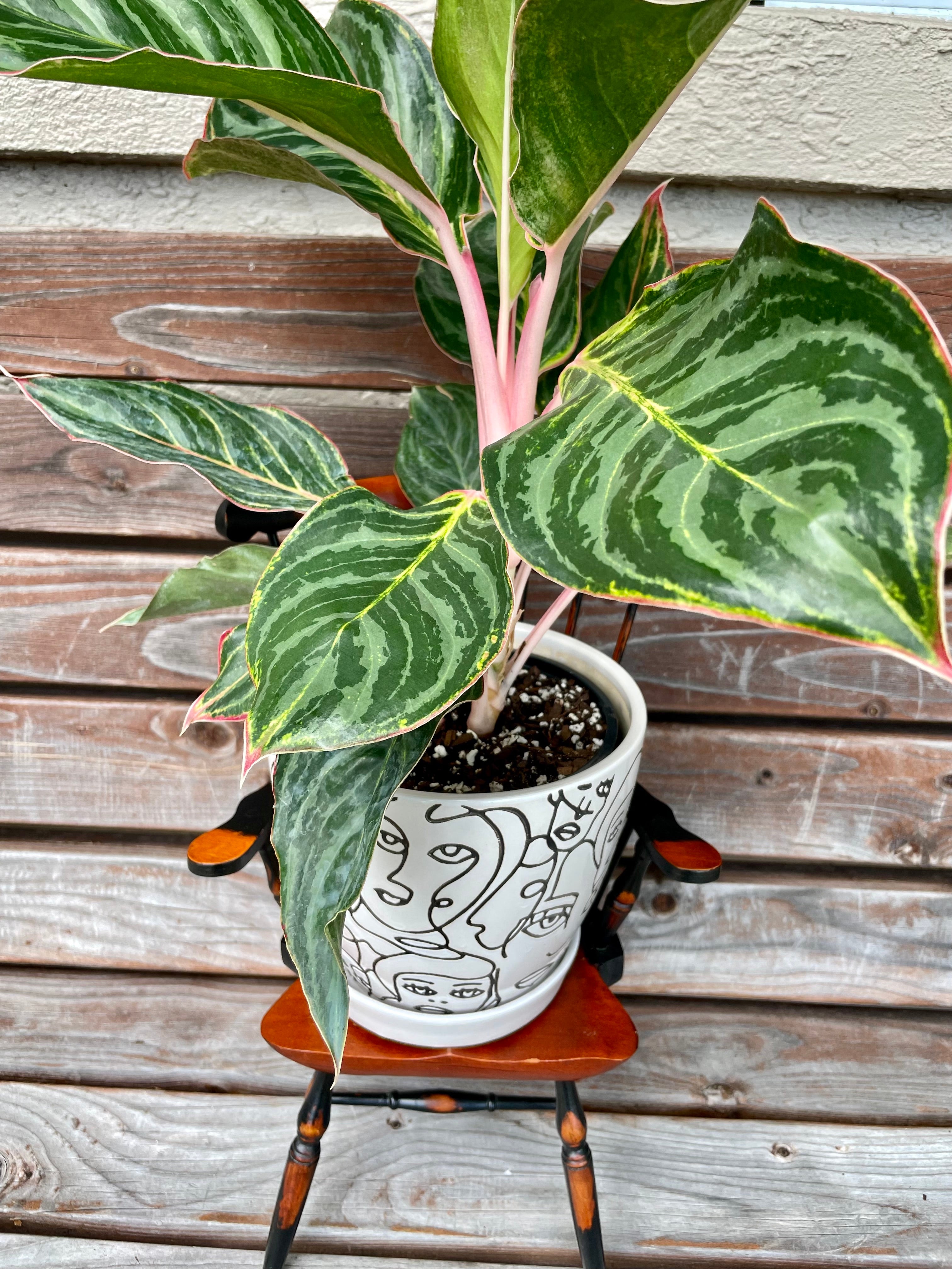 Aglaonema Jazzed Gem In Ceramic Planter- ONLY AVAILABLE INSIDE MUDSLIDE COFFEE