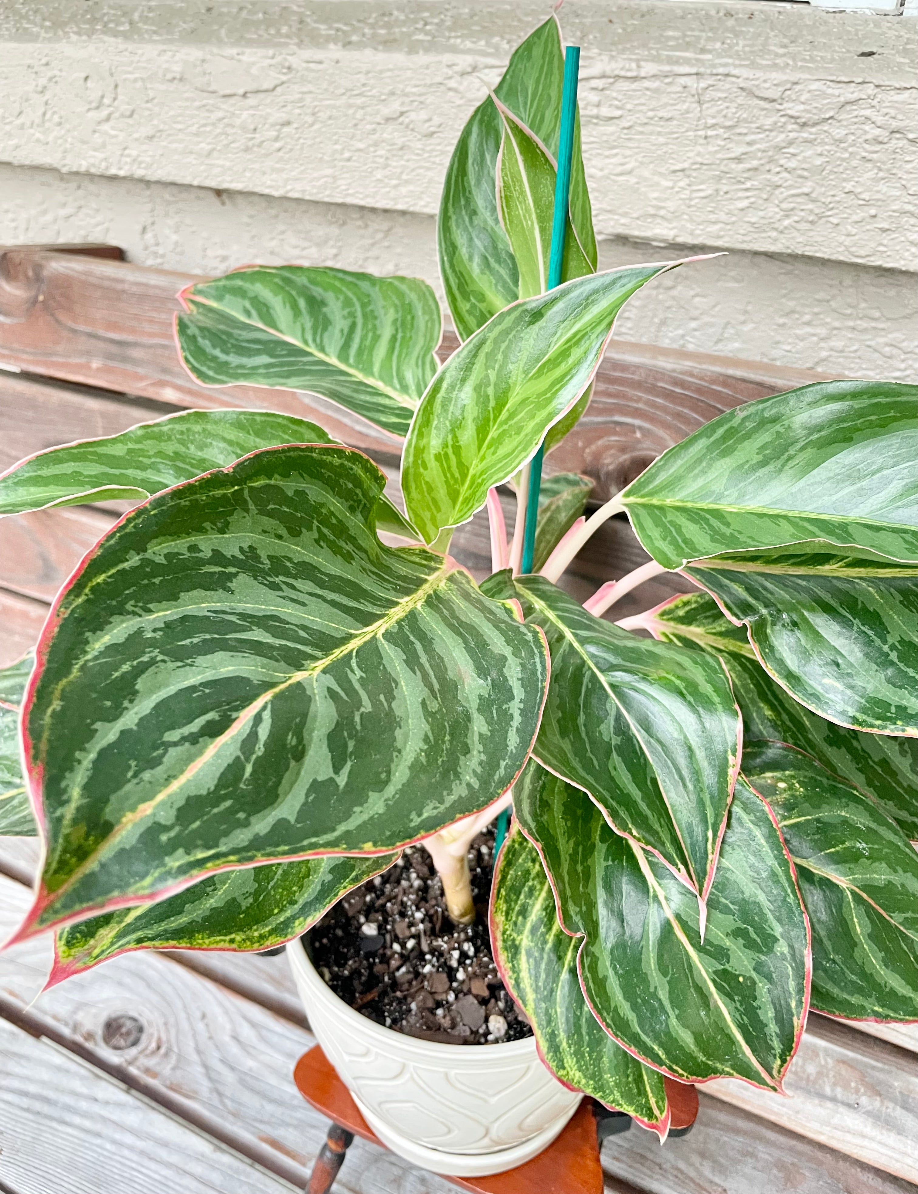 Aglaonema Jazzed Gem In Ceramic Planter- ONLY AVAILABLE INSIDE LAVA NUTRITION