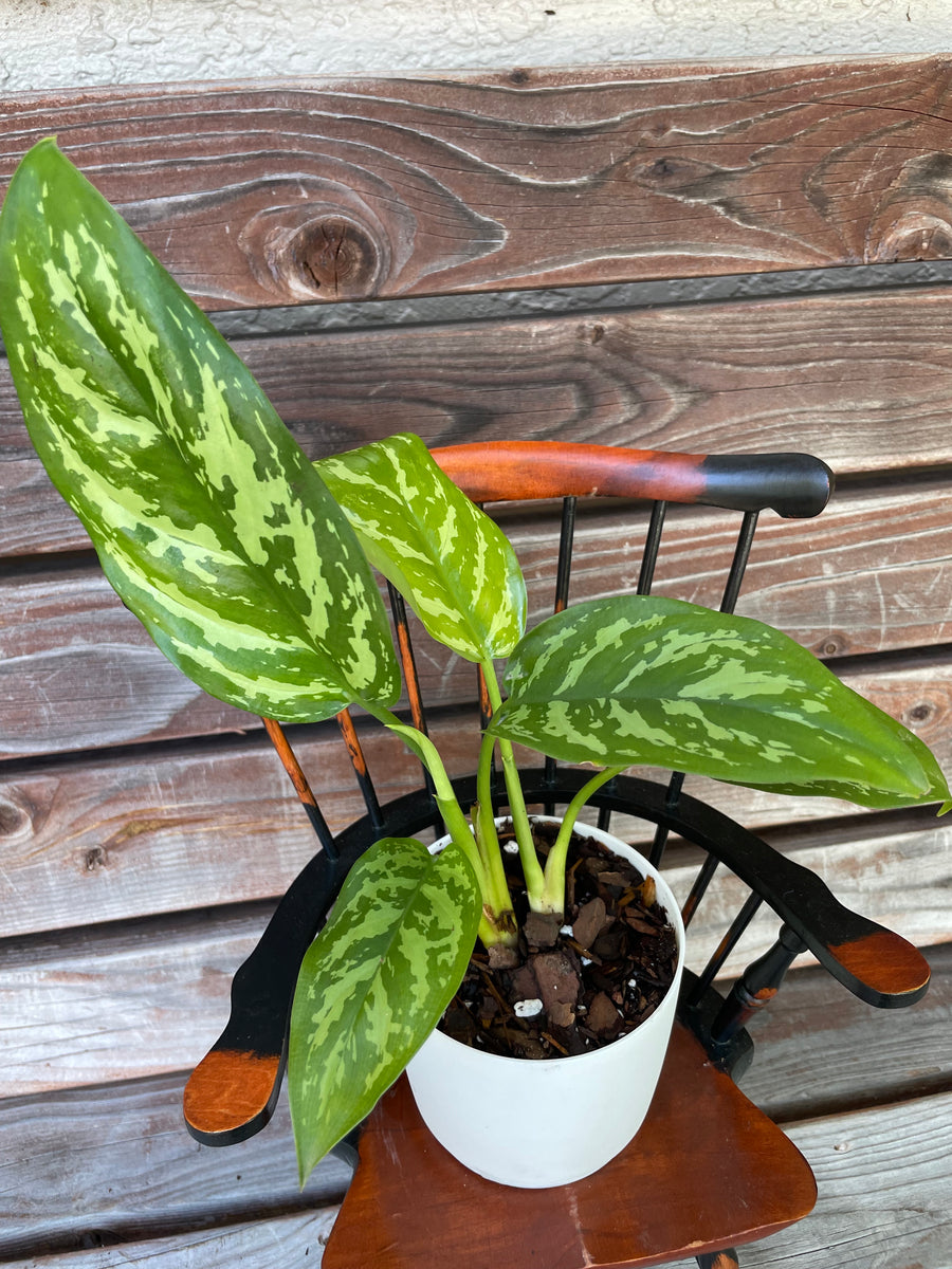 Aglaonema Maria In 4-inch pot- ONLY AVAILABLE AT ORANGE BLOSSOM COFFEE ...