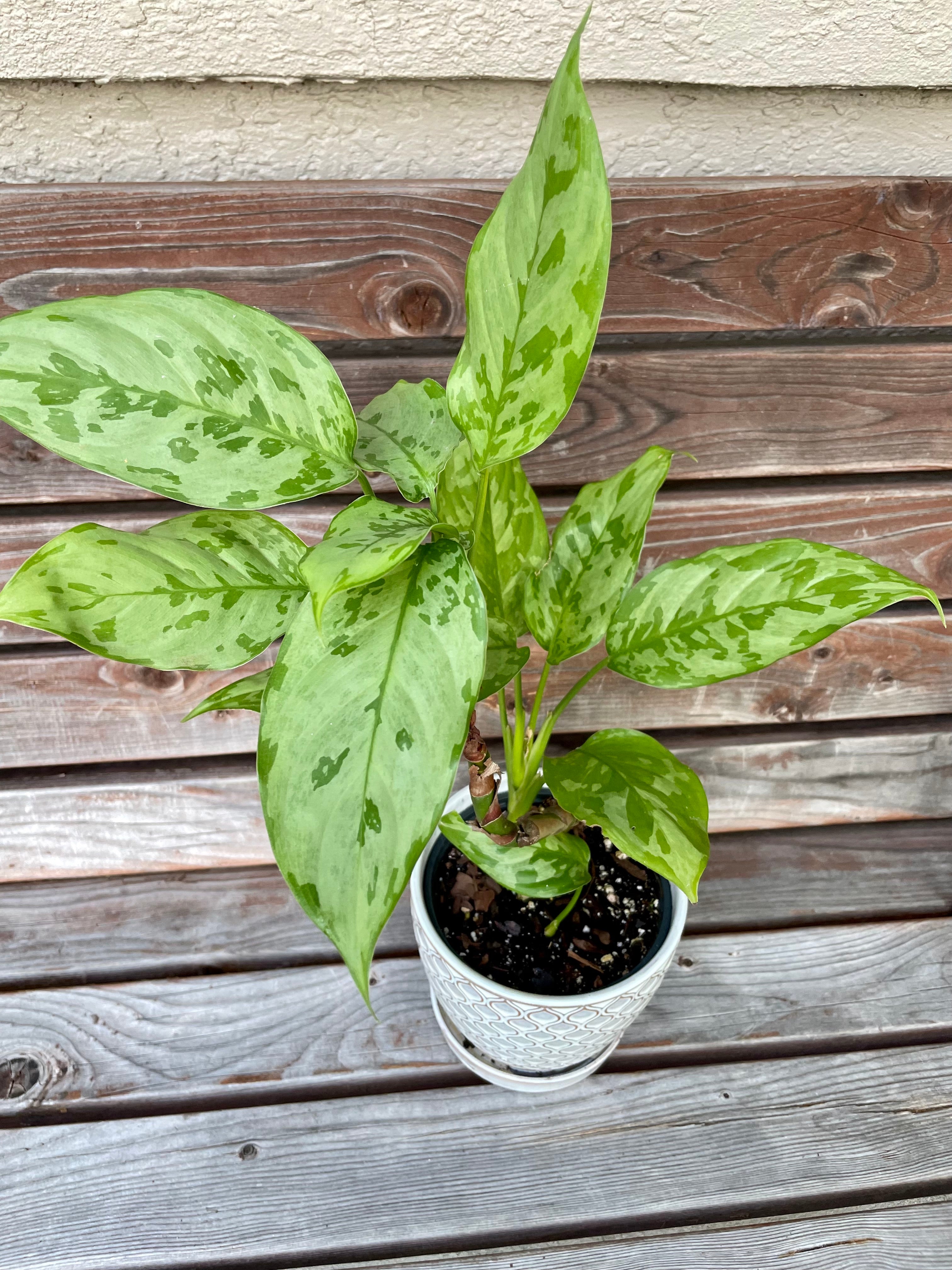 Aglaonema Peackock In ceramic pot- ONLY AVAILABLE AT LAVA NUTRITION