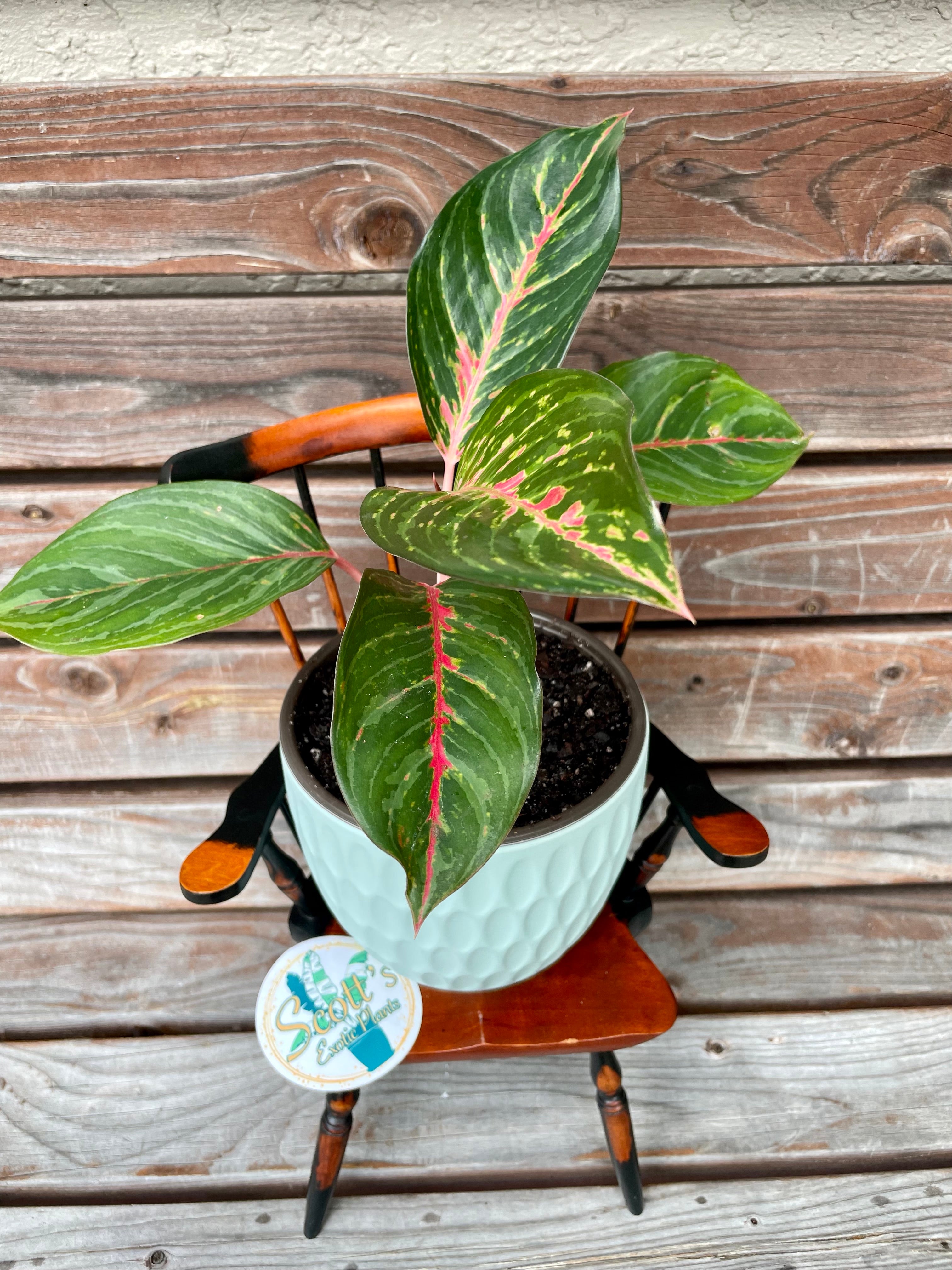 Aglaonema Red Emerald- ONLY AVAILABLE INSIDE BANYAN COFFEE