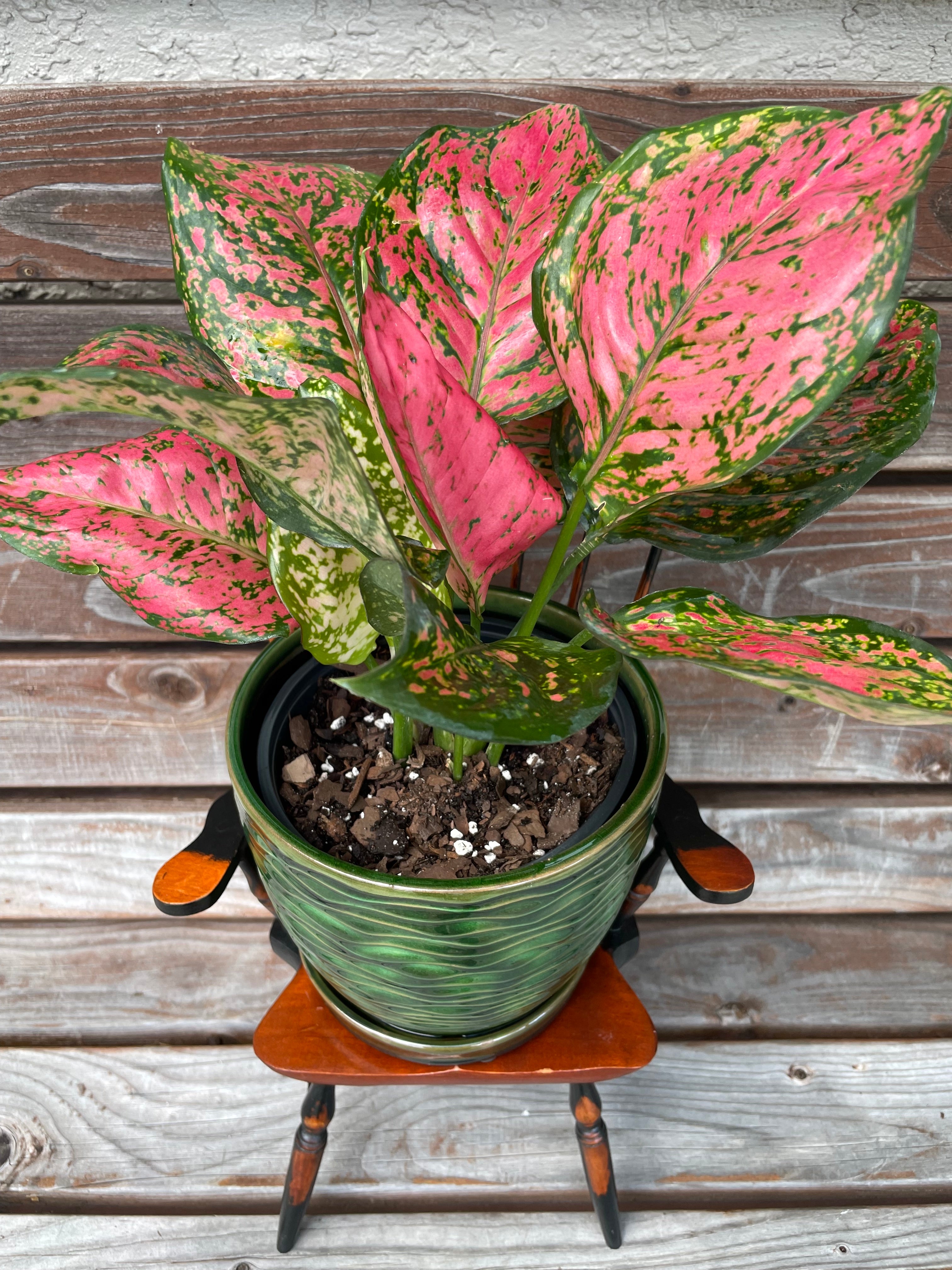 Aglaonema Red Valentine in green ceramic planter- ONLY AVAILABLE INSIDE MUDSLIDE COFFEE