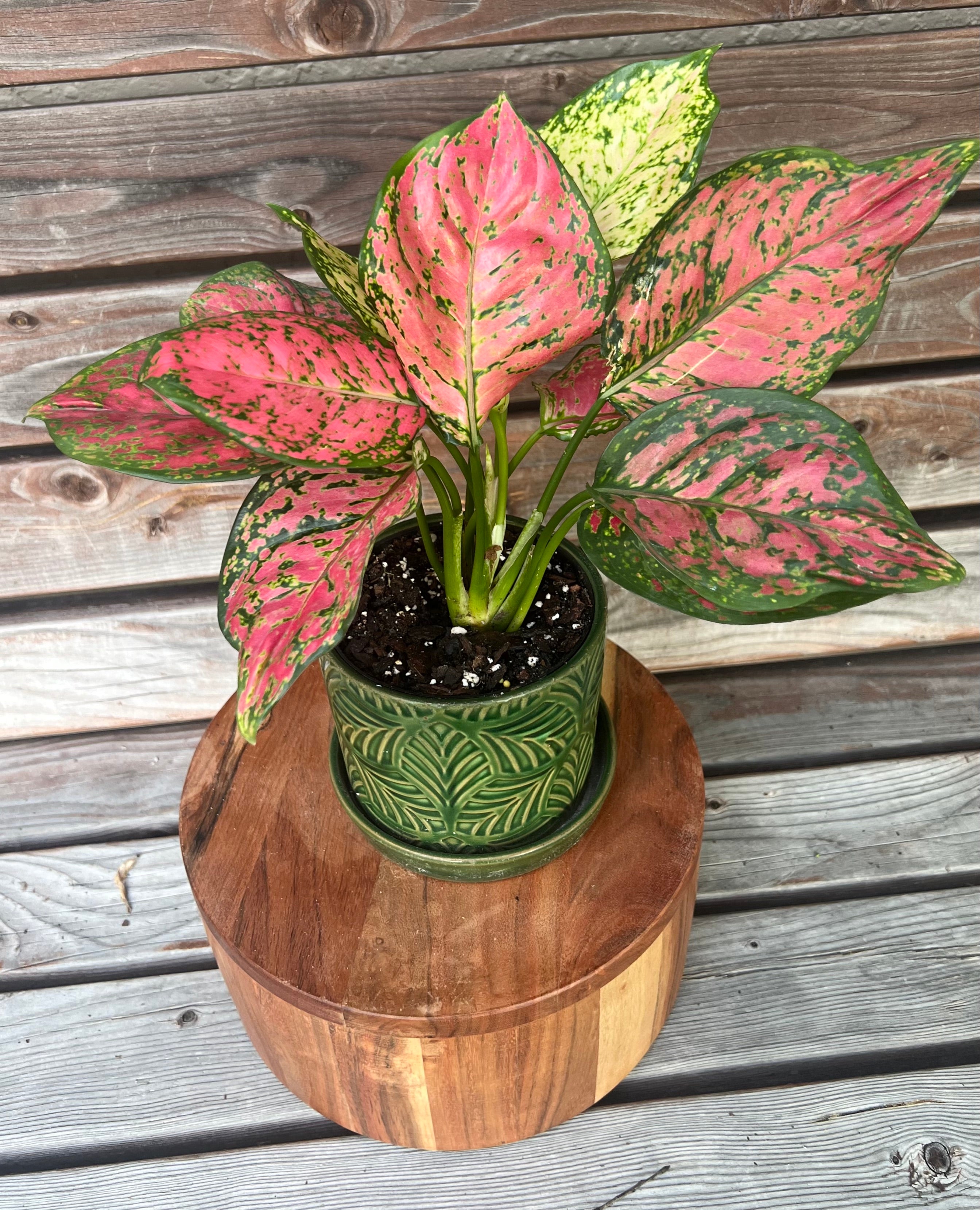 Aglaonema Red Valentine in green ceramic planter- ONLY AVAILABLE INSIDE ORANGE BLOSSOM COFFEE