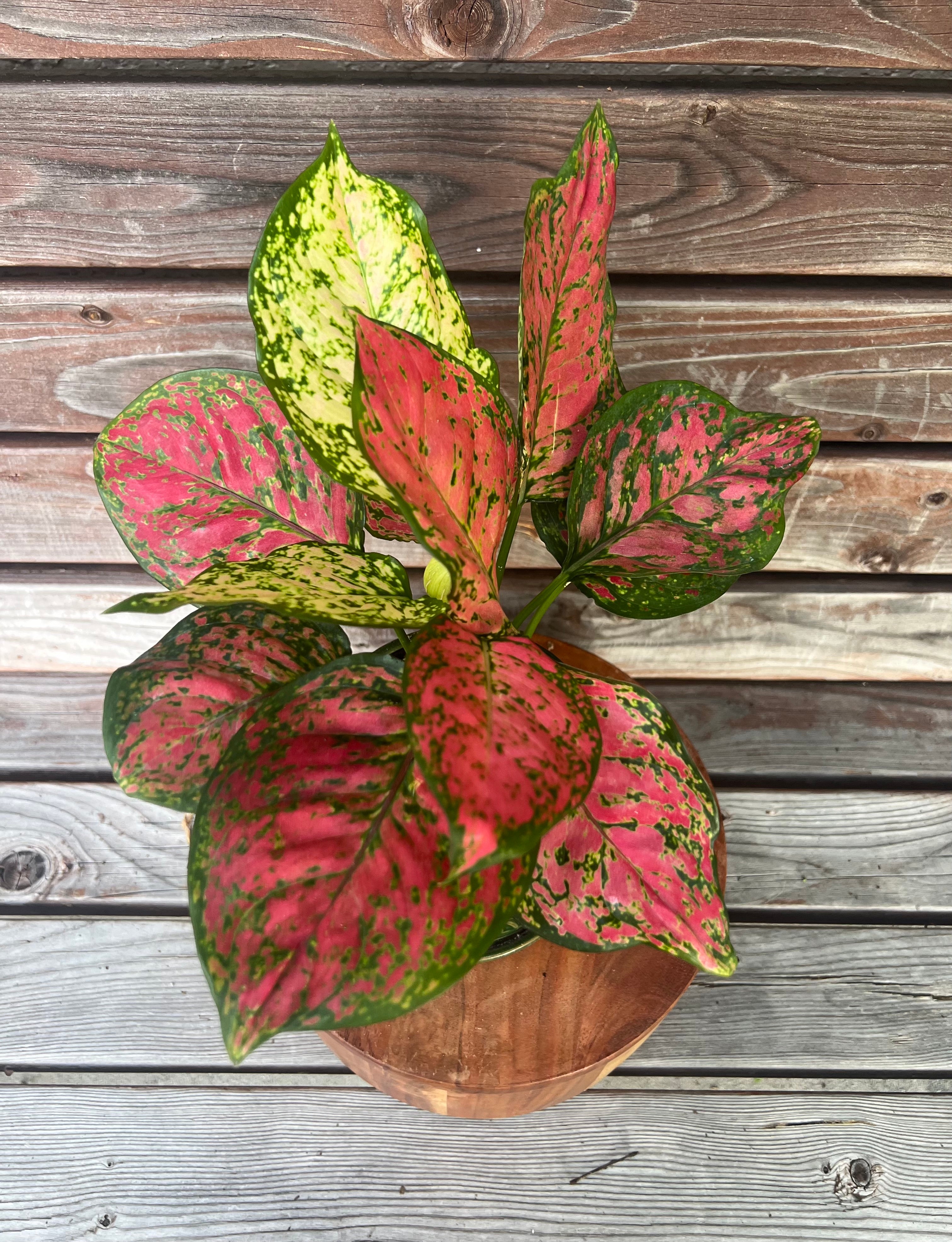 Aglaonema Red Valentine in green ceramic planter- ONLY AVAILABLE INSIDE ORANGE BLOSSOM COFFEE