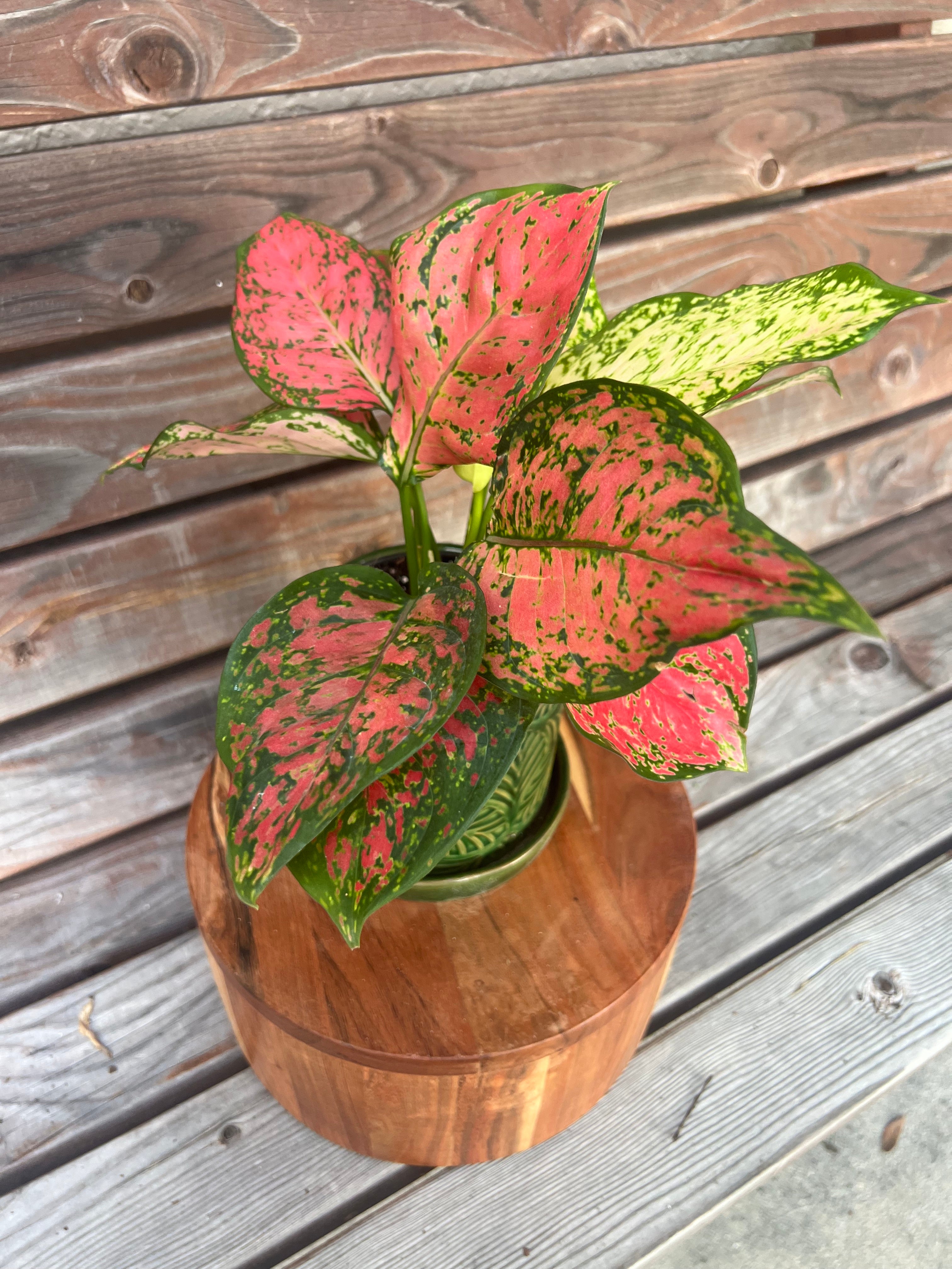 Aglaonema Red Valentine in green ceramic planter- ONLY AVAILABLE INSIDE ORANGE BLOSSOM COFFEE