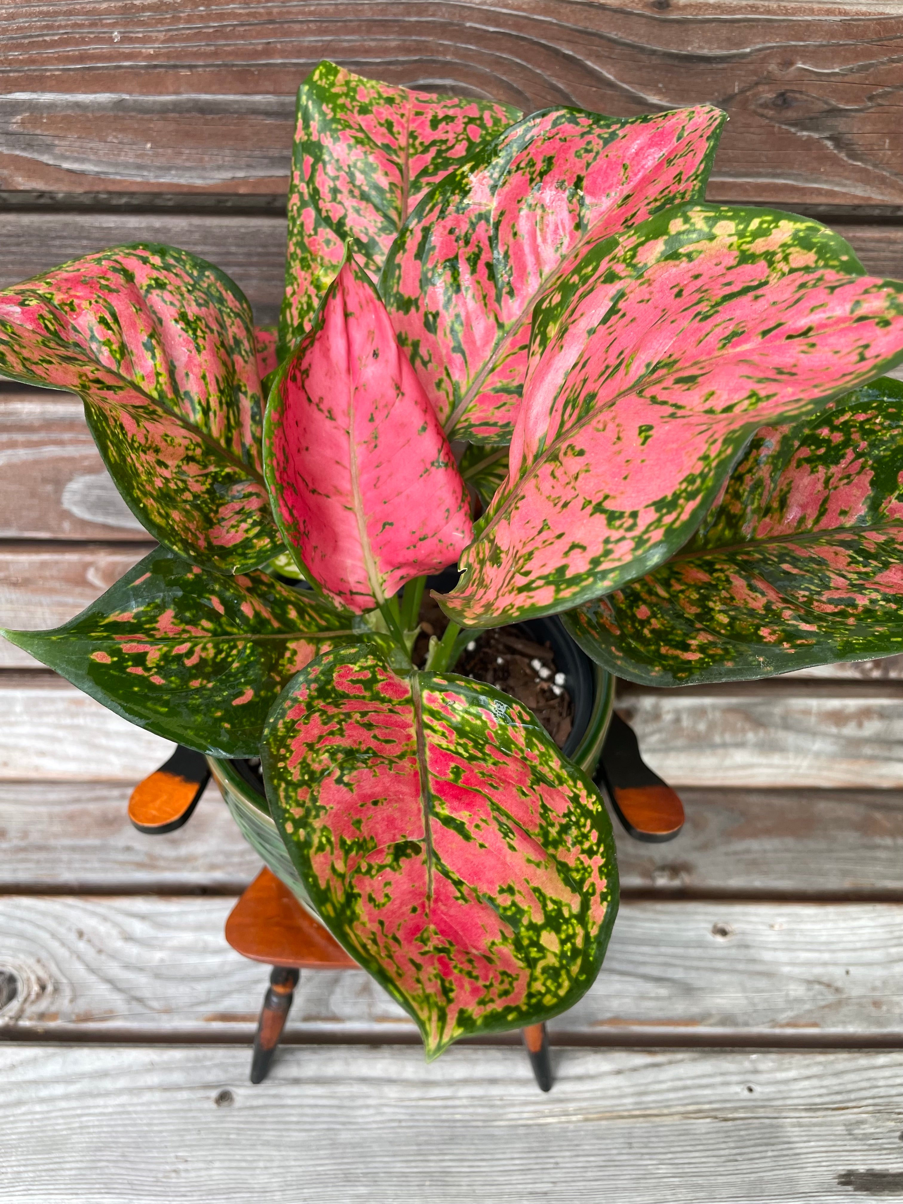 Aglaonema Red Valentine in green ceramic planter- ONLY AVAILABLE INSIDE MUDSLIDE COFFEE