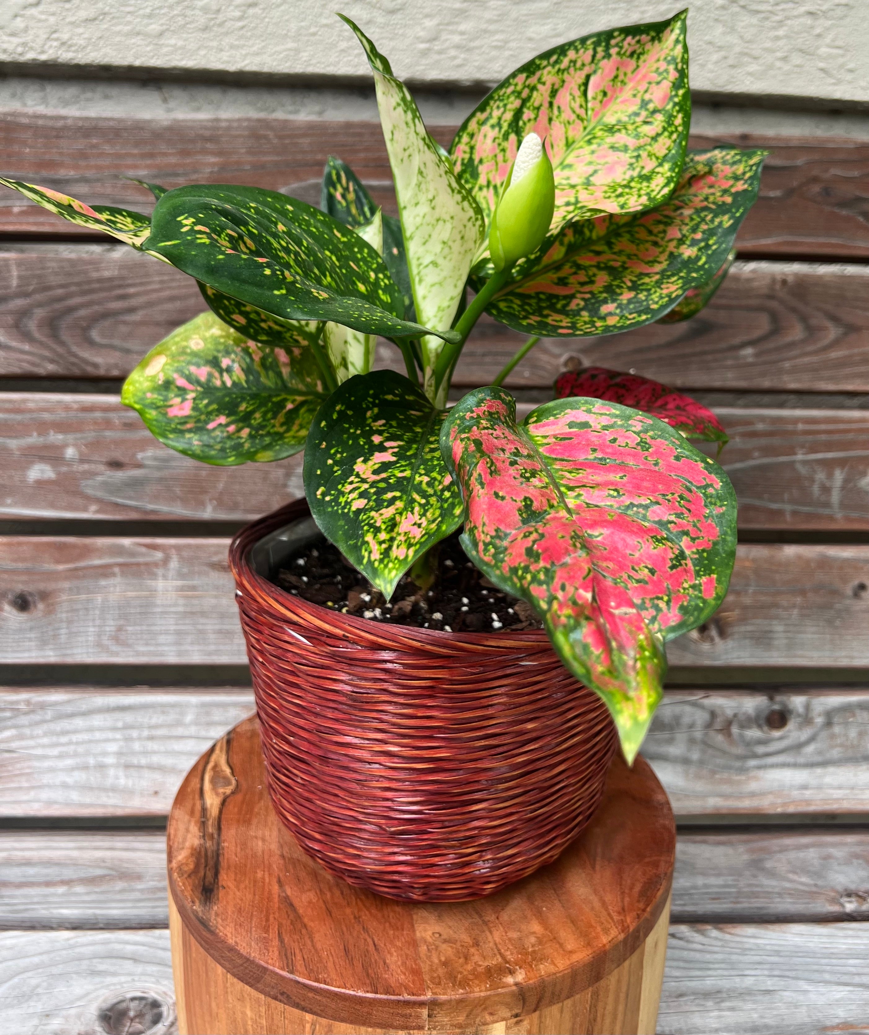 Aglaonema Ruby Ray in basket- ONLY AVAILABLE INSIDE MUDSLIDE COFFEE