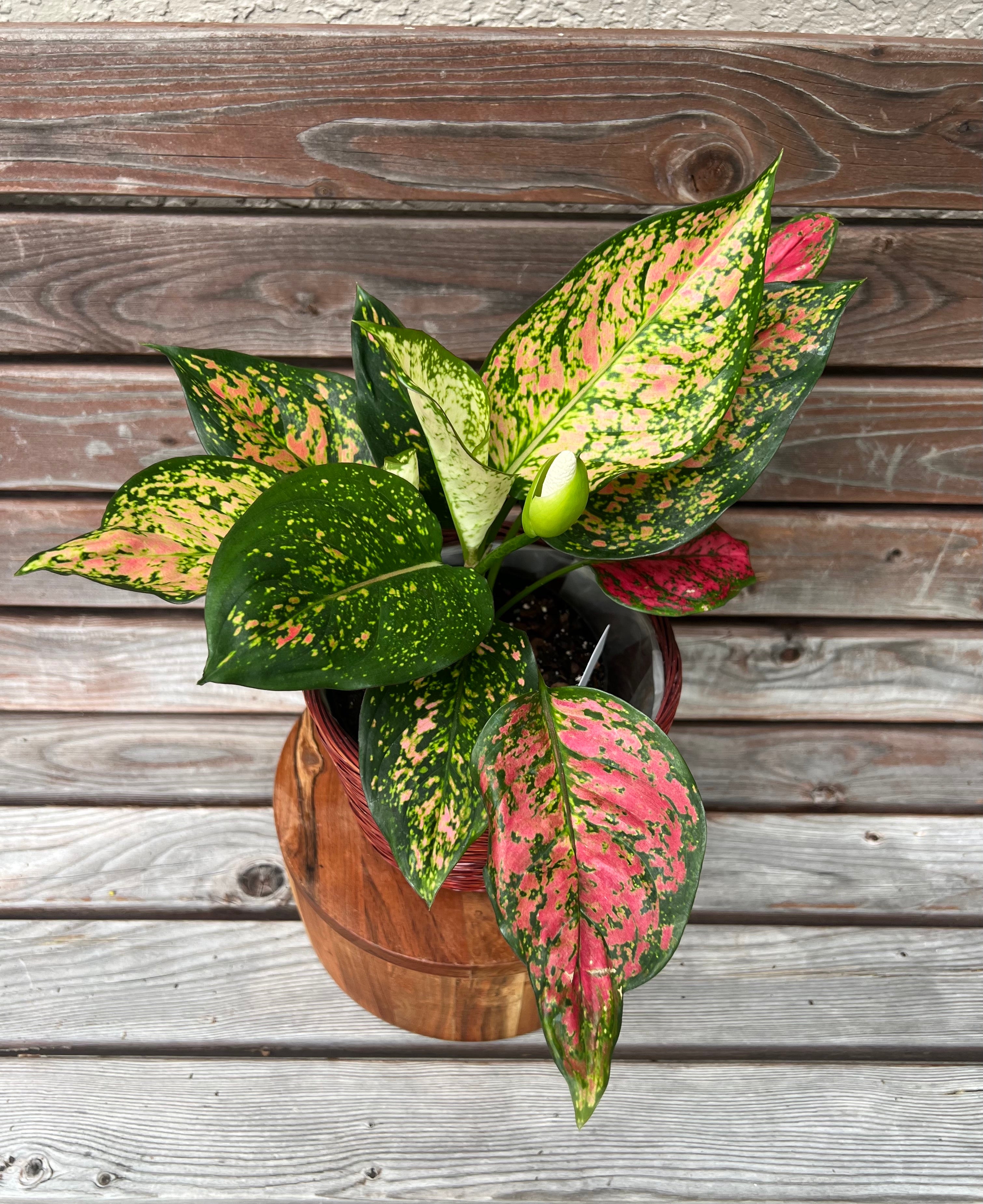 Aglaonema Ruby Ray in basket- ONLY AVAILABLE INSIDE MUDSLIDE COFFEE