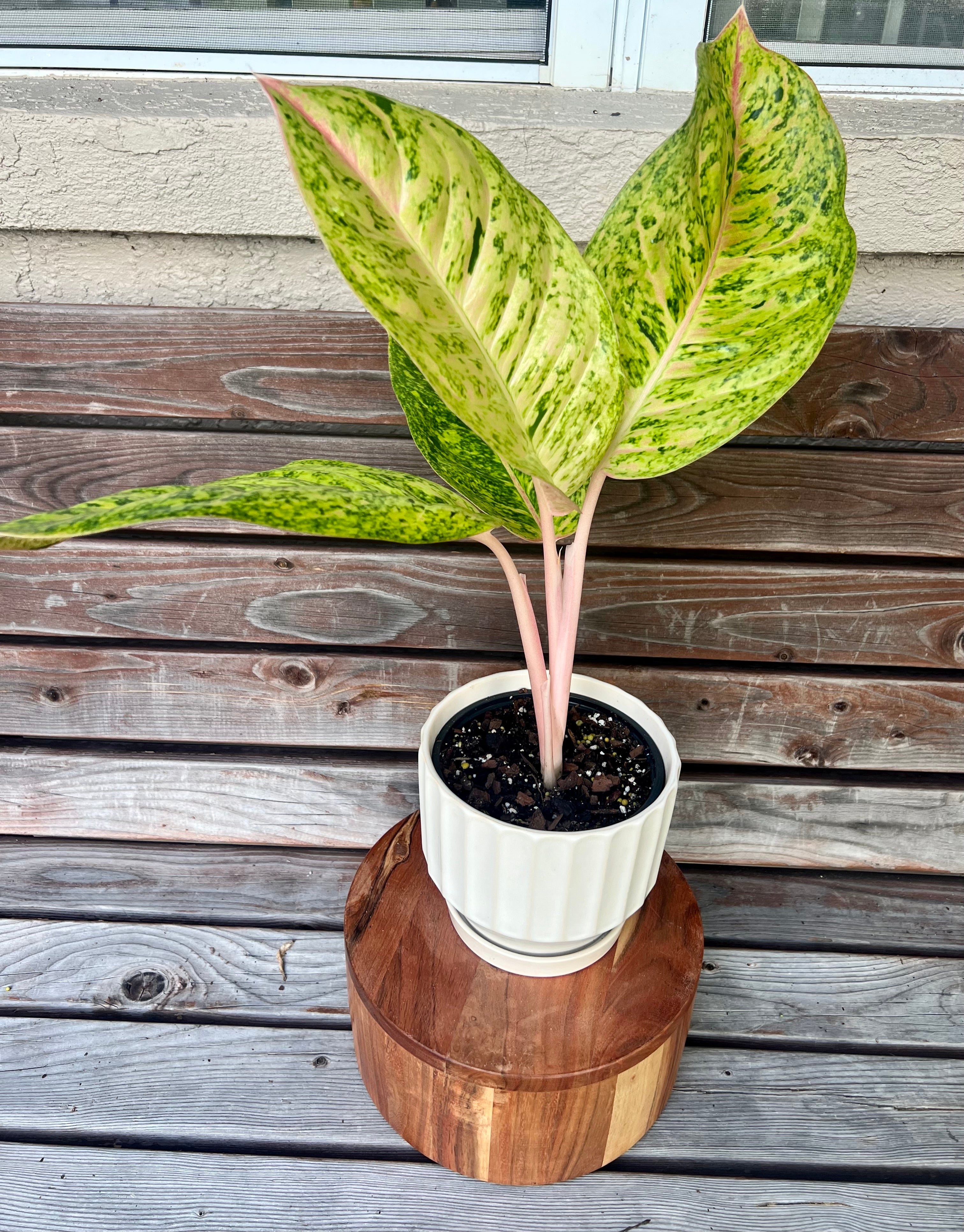 Aglaonema Dizzy Diamond in Ceramic Planter- ONLY AVAILABLE INSIDE MUDSLIDE COFFEE