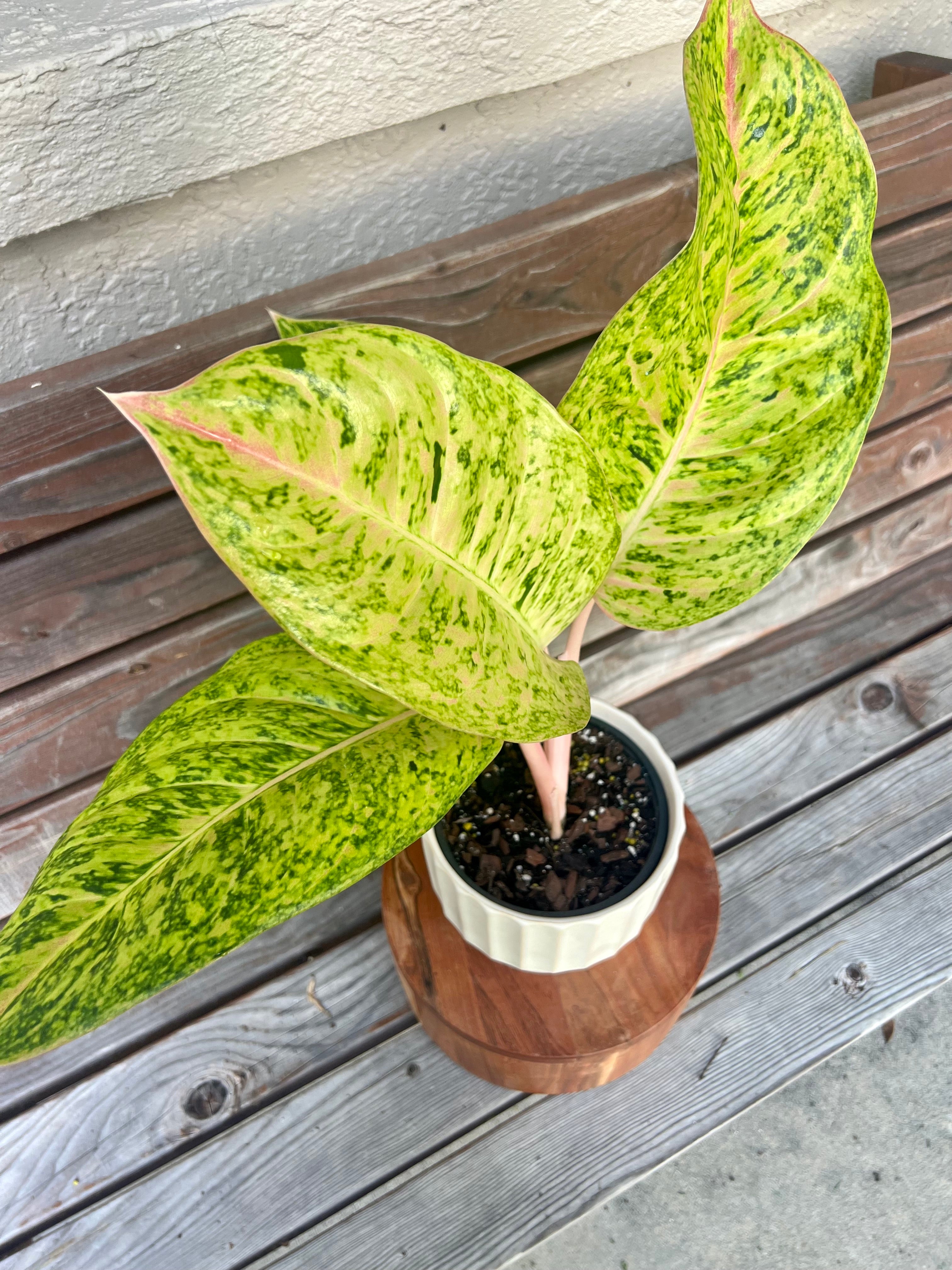 Aglaonema Dizzy Diamond in Ceramic Planter- ONLY AVAILABLE INSIDE MUDSLIDE COFFEE