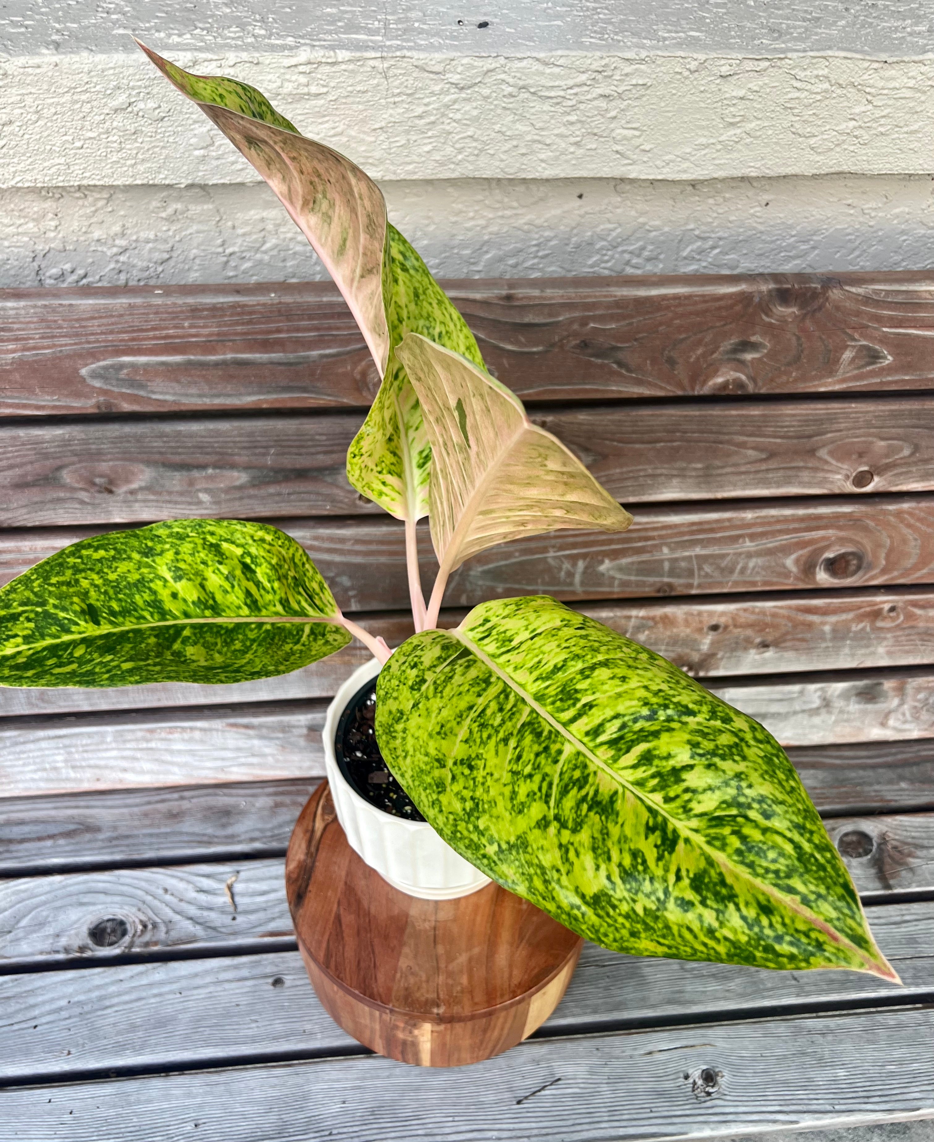 Aglaonema Dizzy Diamond in Ceramic Planter- ONLY AVAILABLE INSIDE MUDSLIDE COFFEE