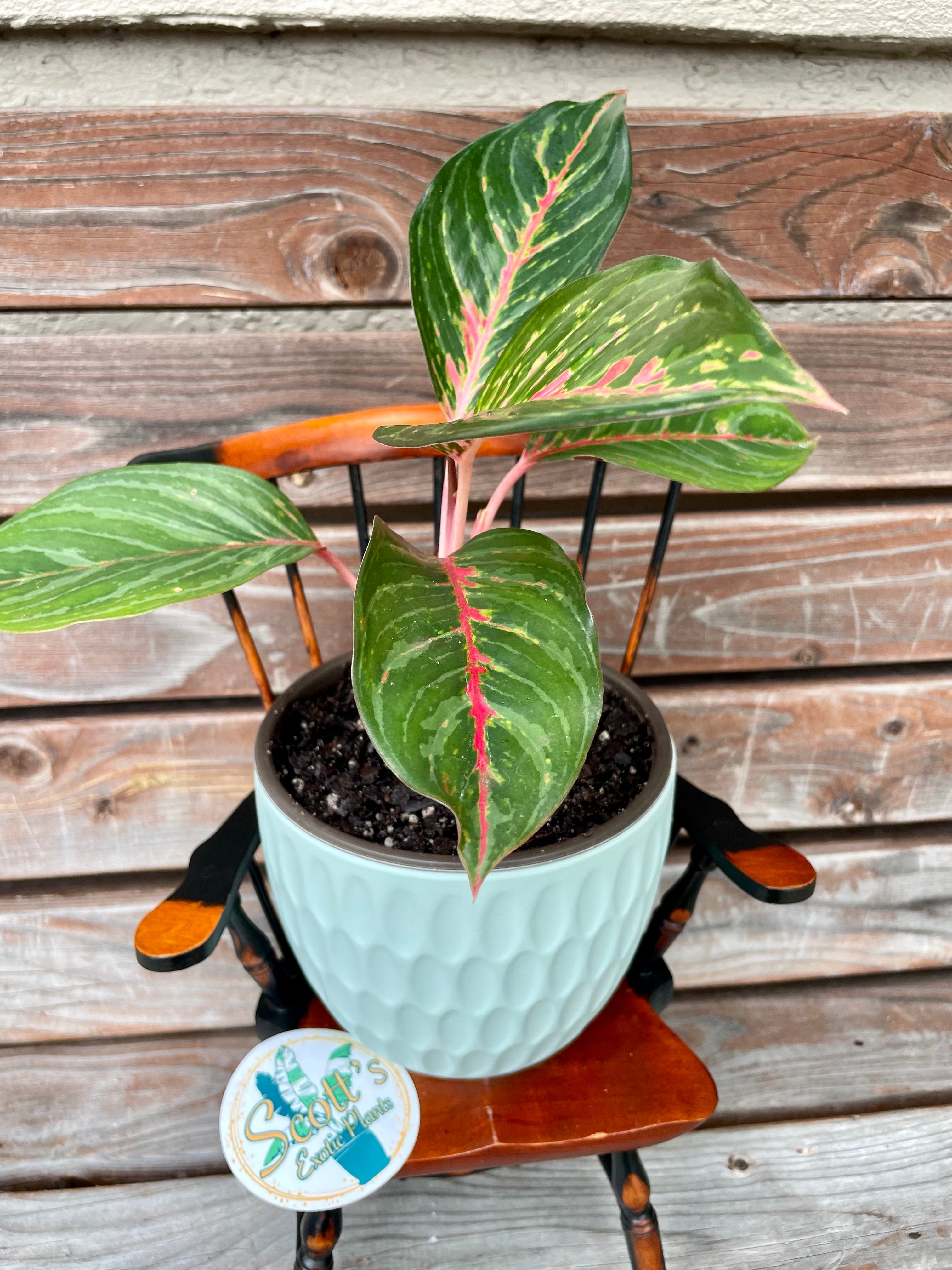 Aglaonema Red Emerald- ONLY AVAILABLE INSIDE BANYAN COFFEE