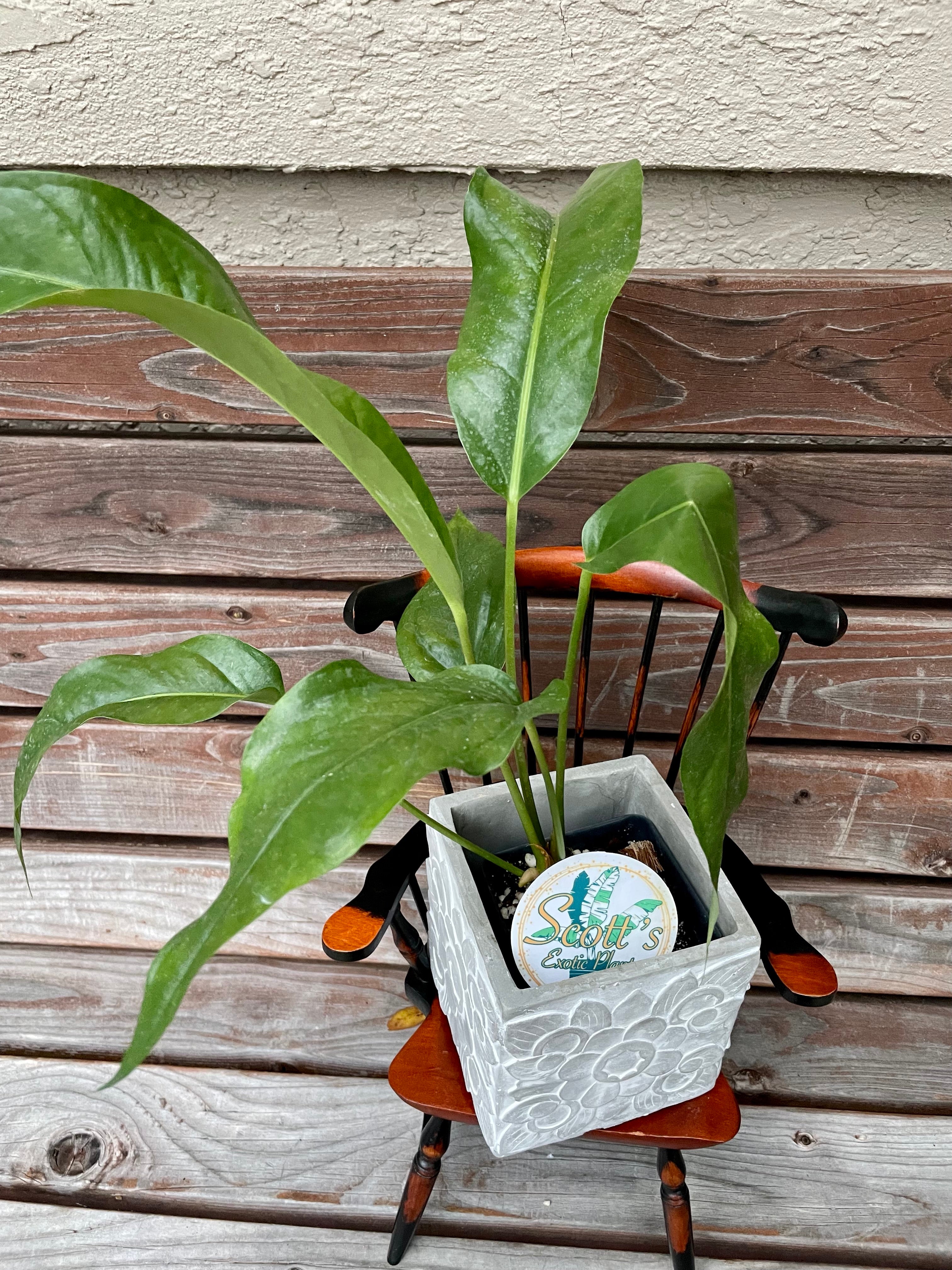 Anthurium Hookeri in cement planter- AVAILABLE TO PURCHASE ONLY AT MUDSLIDE COFFEE