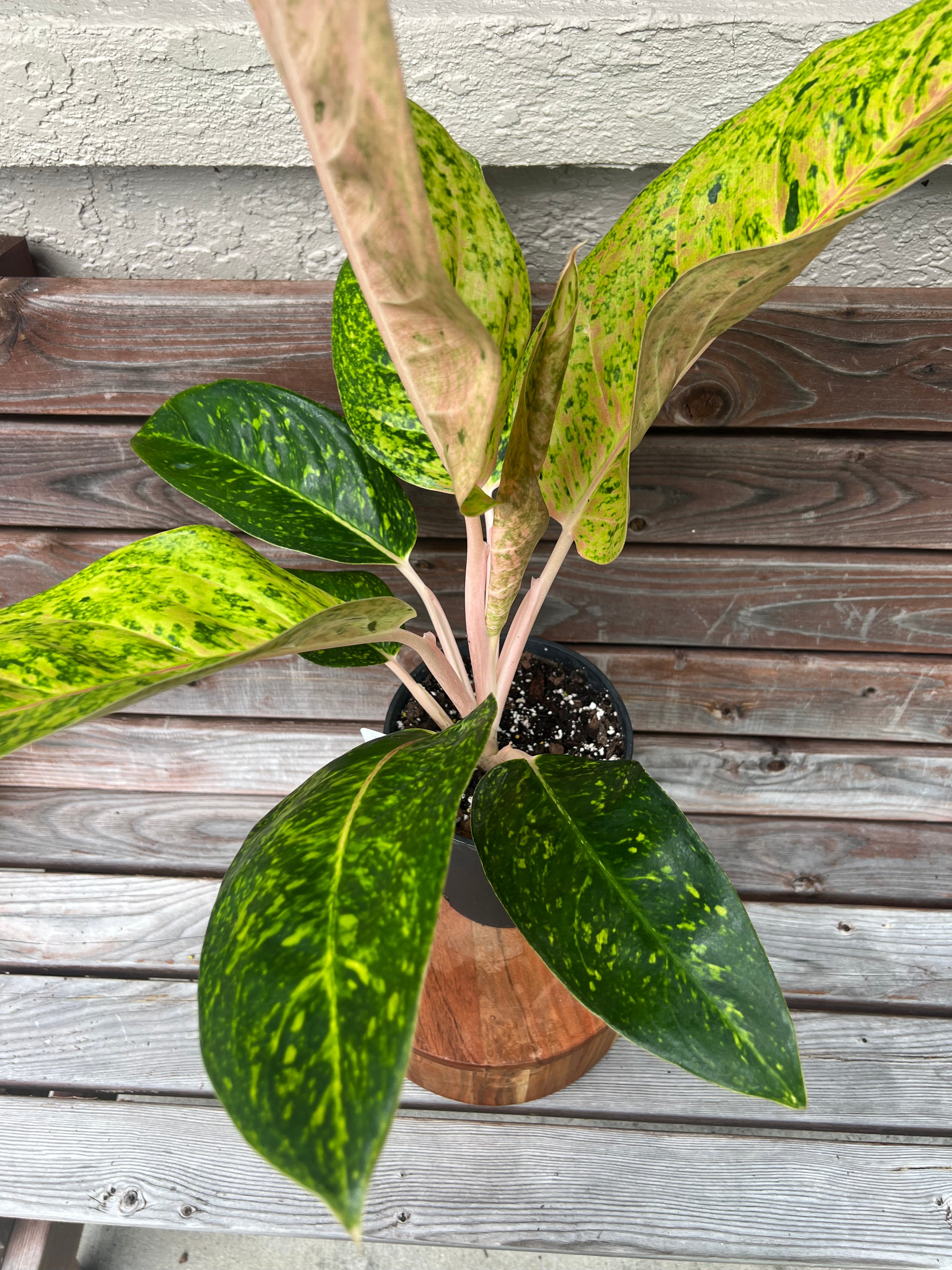 aglaonema pink diamond Aglaonema Dizzy Diamond- ONLY AVAILABLE INSIDE BANYAN COFFEE – Scott's Exotic Plants