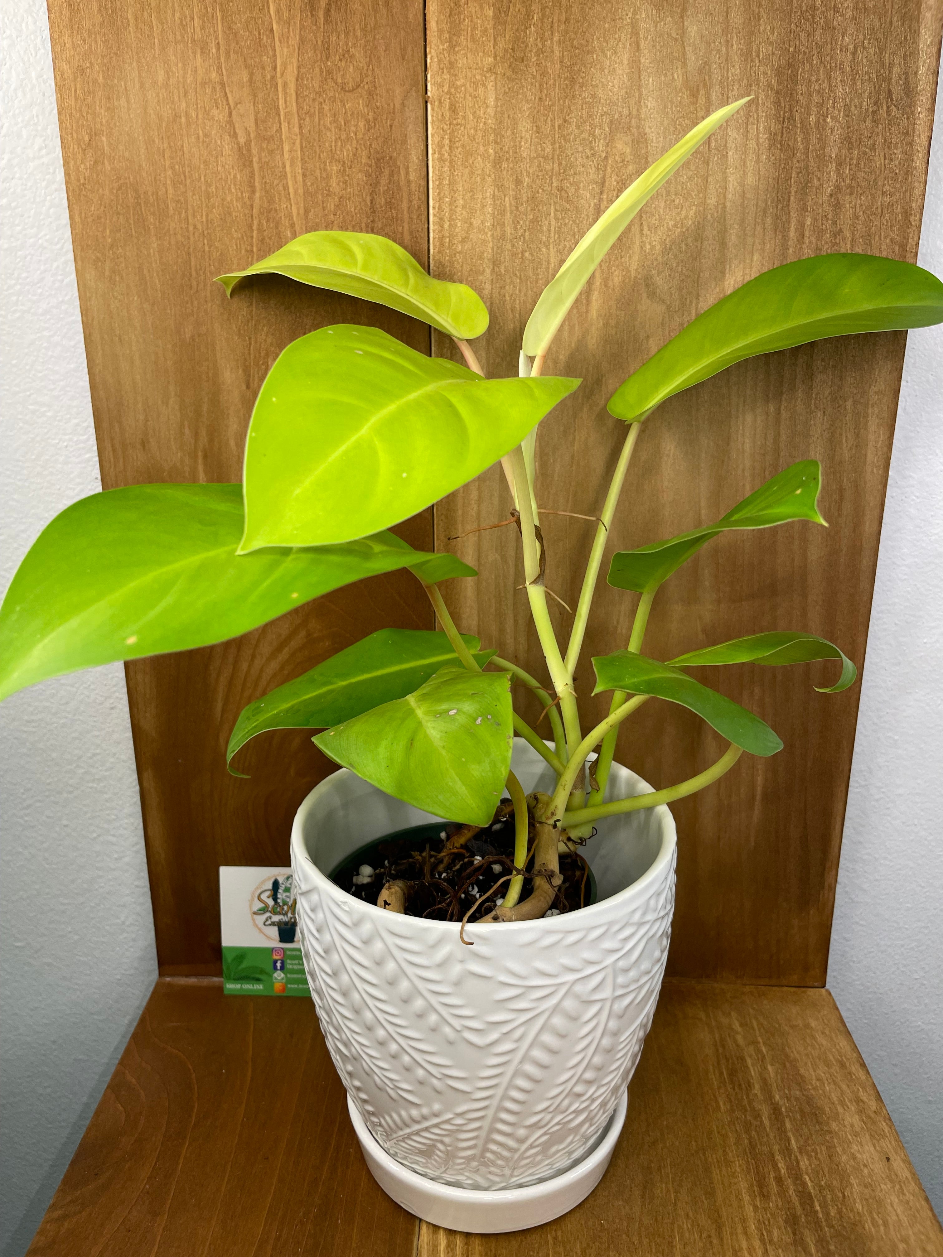 Philodendron Lemon Lime in ceramic pot- ONLY AVAILABLE AT ORANGE BLOSSOM COFFEE