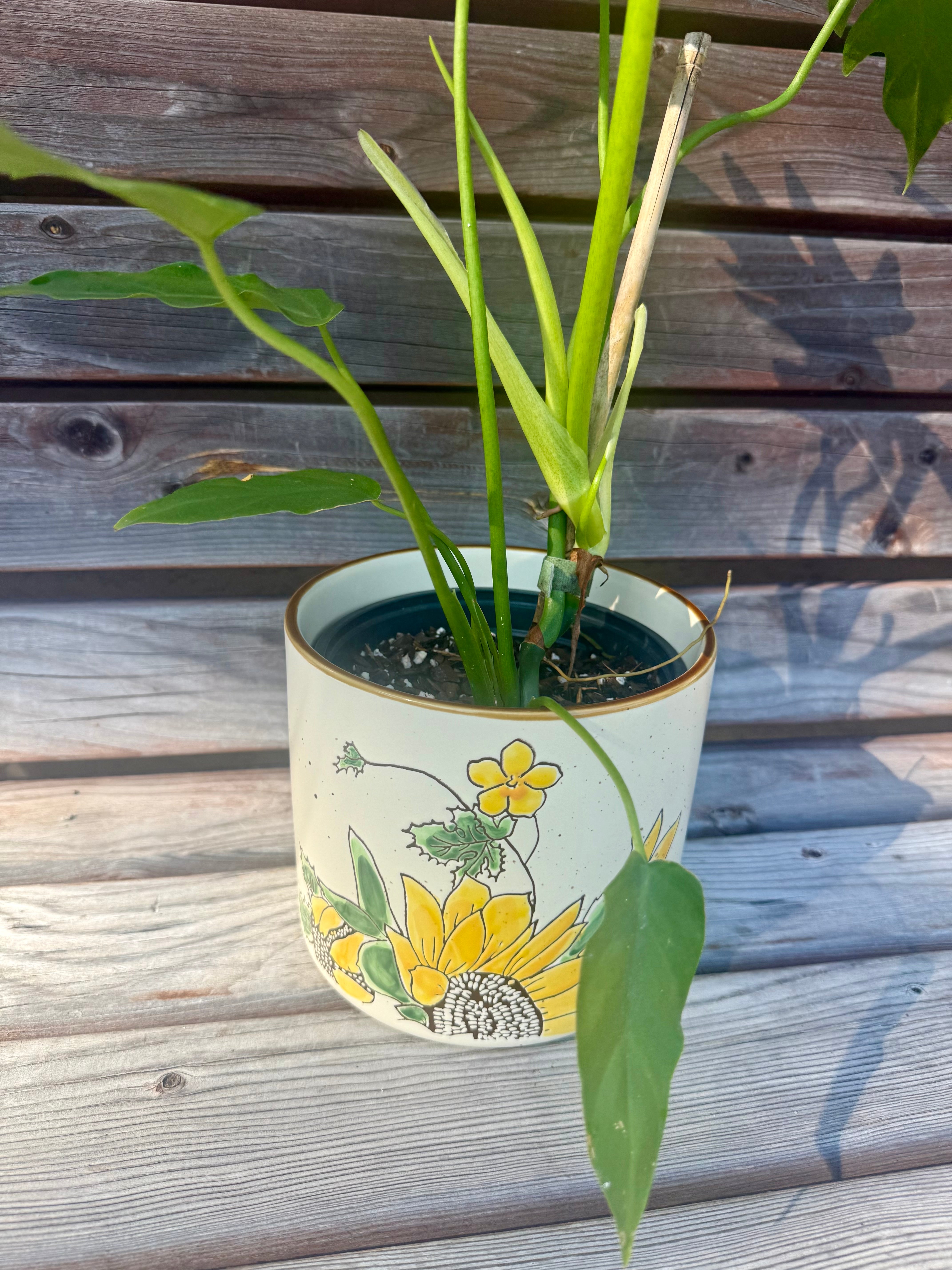 Philodendron Radiatum- ONLY AVAILABLE AT BANYAN COFFEE