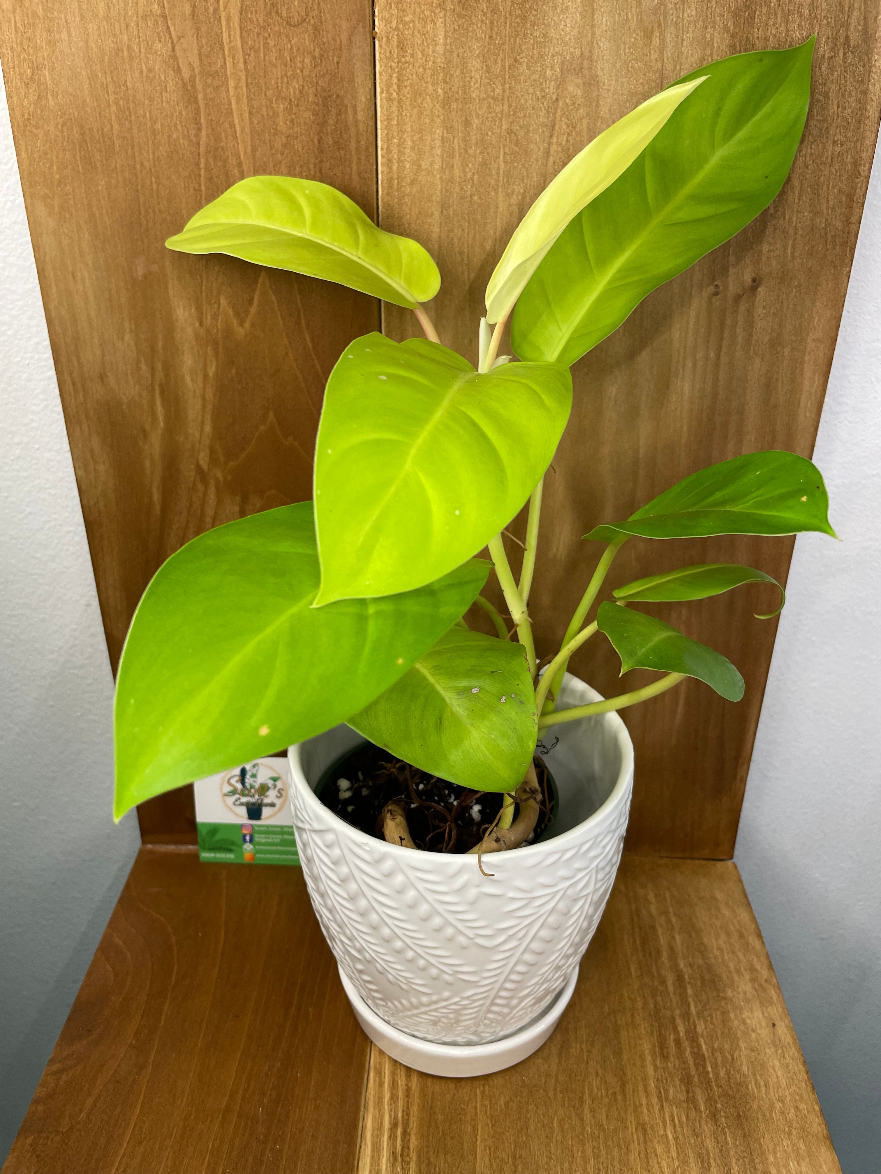 Philodendron Lemon Lime in ceramic pot- ONLY AVAILABLE AT ORANGE BLOSSOM COFFEE